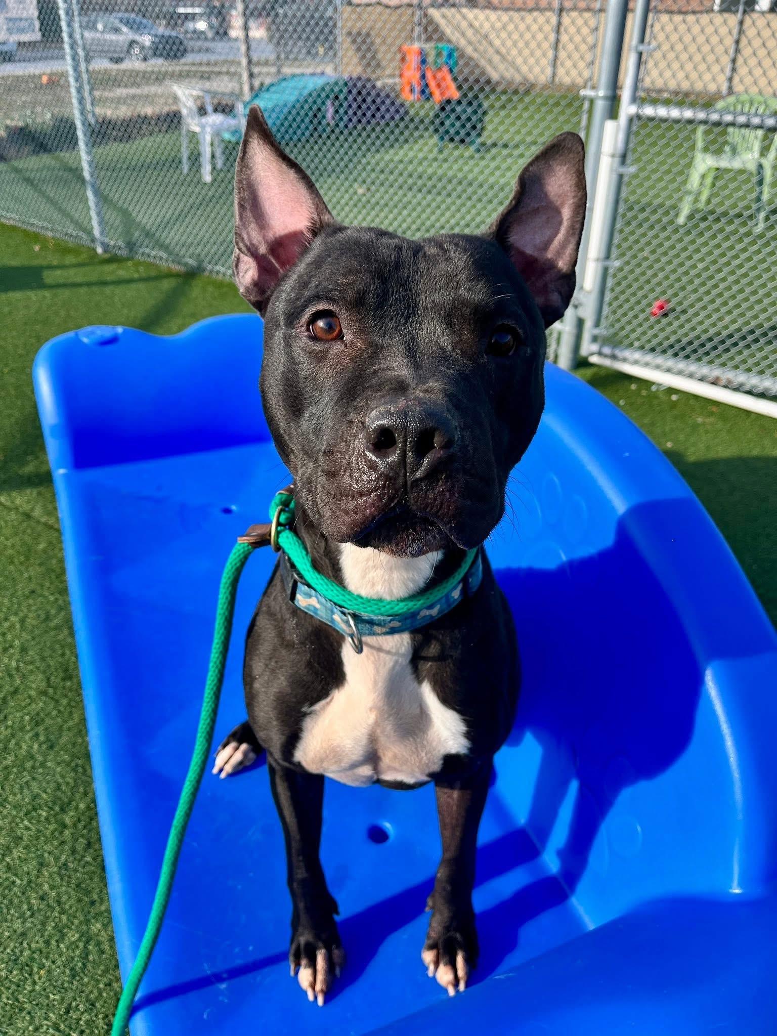 Pringle, a Adoptable mixed breed in Cleveland, OH image 2/6