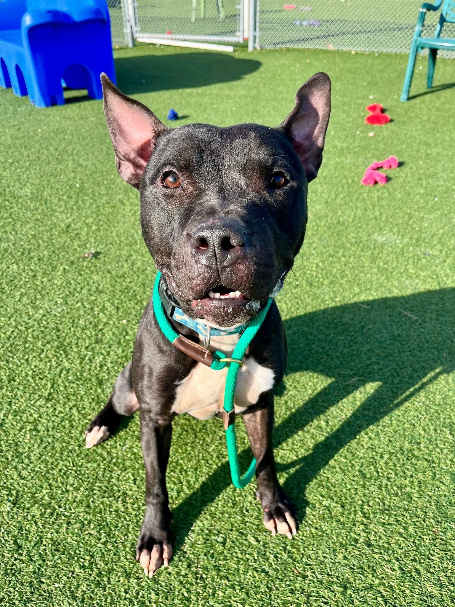 Pringle, a Adoptable mixed breed in Cleveland, OH image 5/6