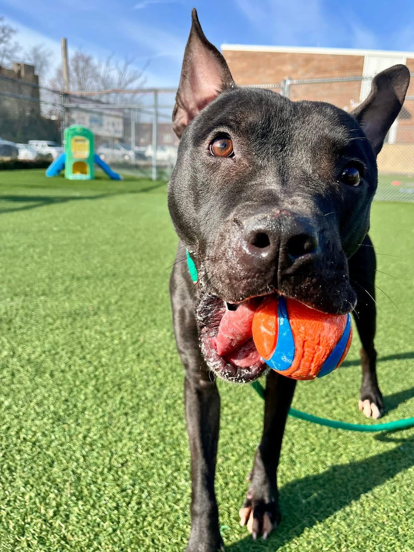 Pringle, a Adoptable mixed breed in Cleveland, OH image 6/6