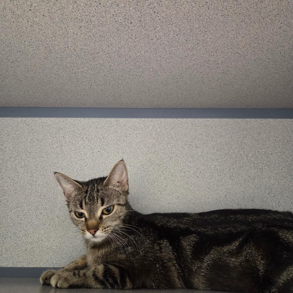 Enlarge Poplar, a Adoptable Domestic Short Hair in Saskatoon, SK image 1/2