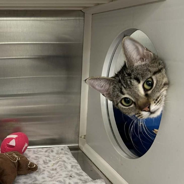 Enlarge Poplar, a Adoptable Domestic Short Hair in Saskatoon, SK image 2/2