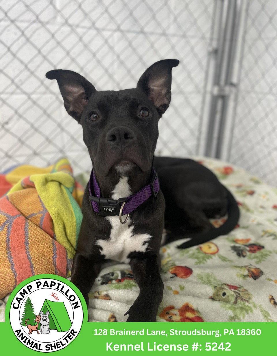 Enlarge Mandy, a Adoptable Pit Bull Terrier in Stroudsburg, PA image 1/1