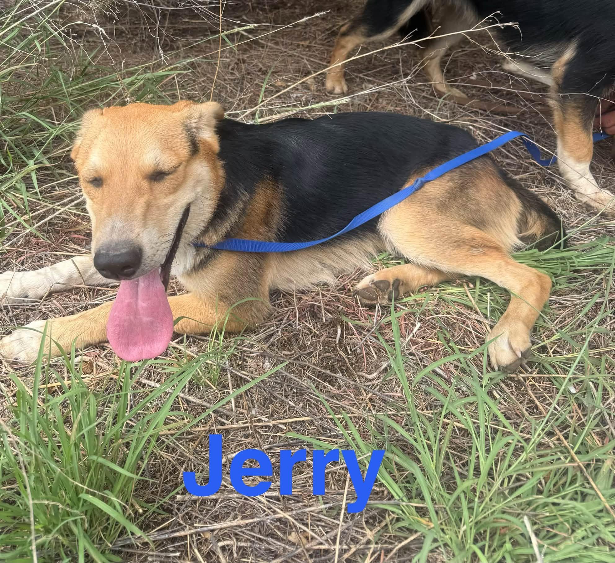 Jerry, Adoptable, Young Male Shepherd.