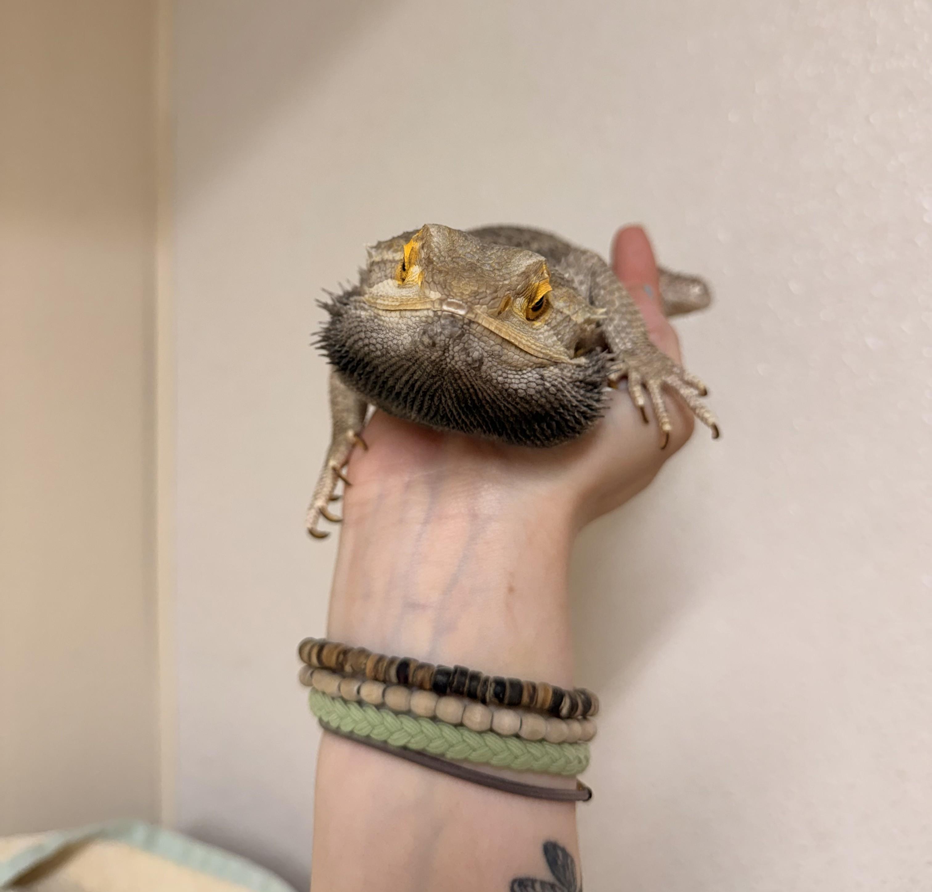 Bearded Dragon #2, a Adoptable Bearded Dragon in Upper Sandusky, OH image 3/3
