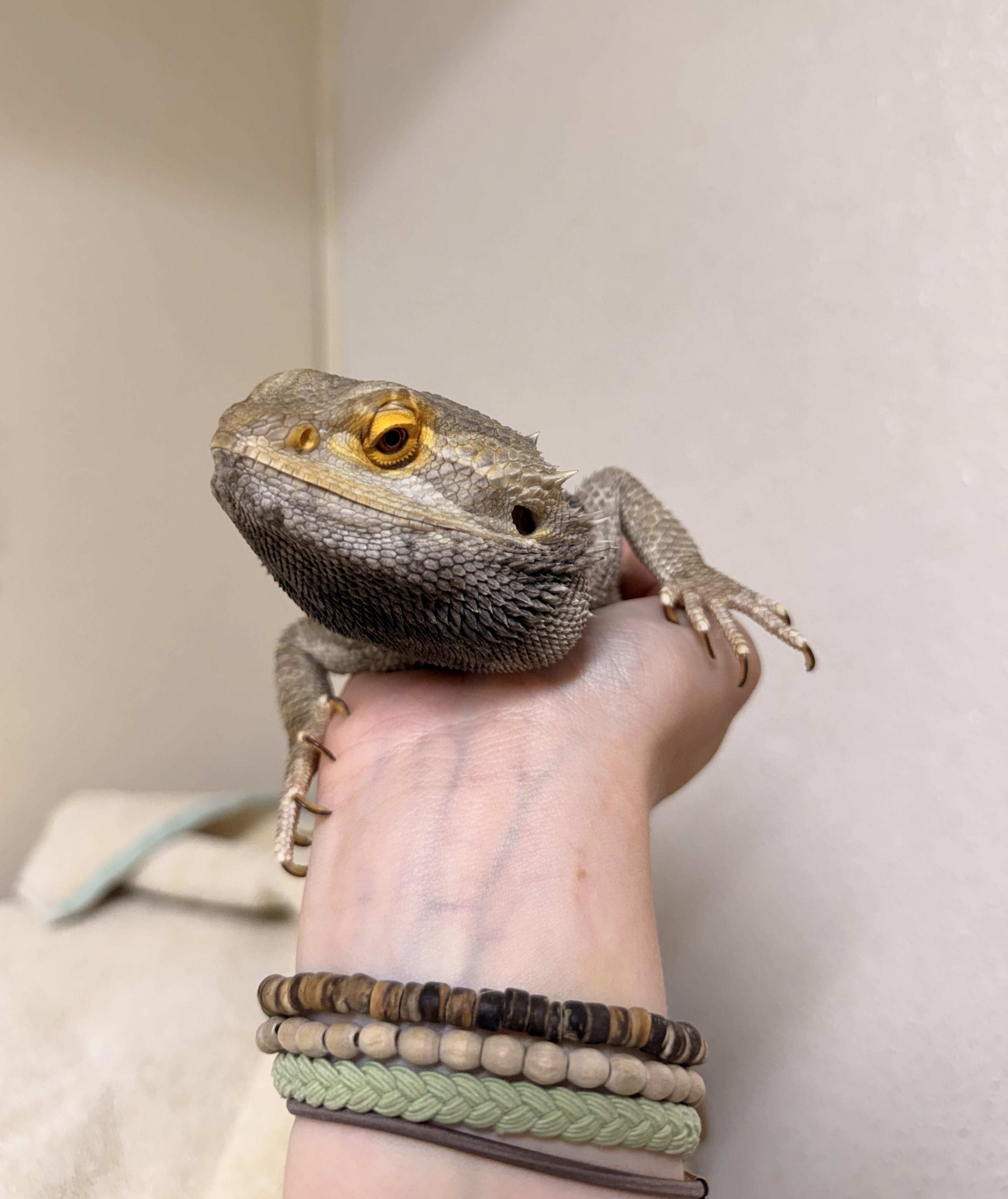 Bearded Dragon #2, a Adoptable Bearded Dragon in Upper Sandusky, OH image 2/3