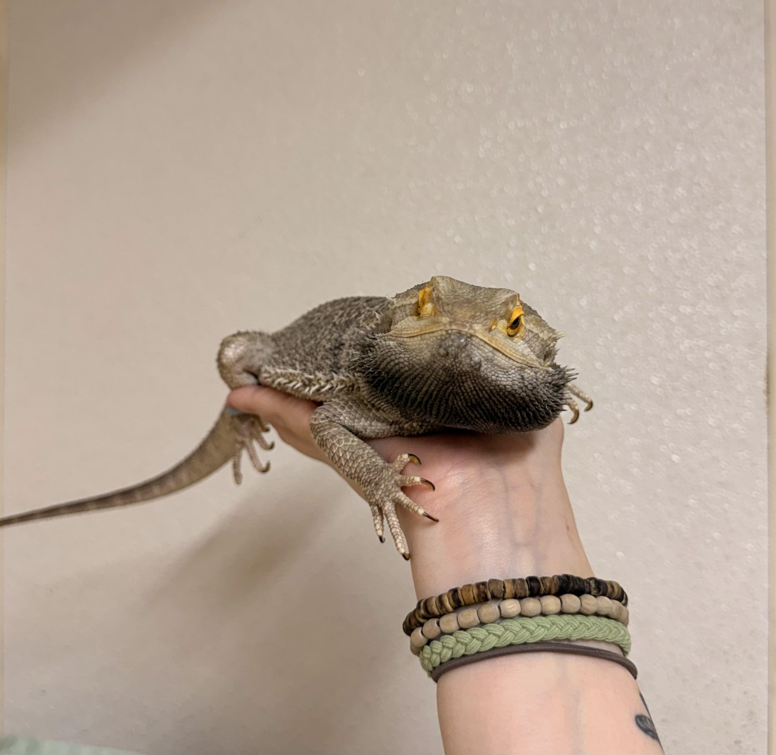 Bearded Dragon #2, Adoptable, Adult Unknown Bearded Dragon.