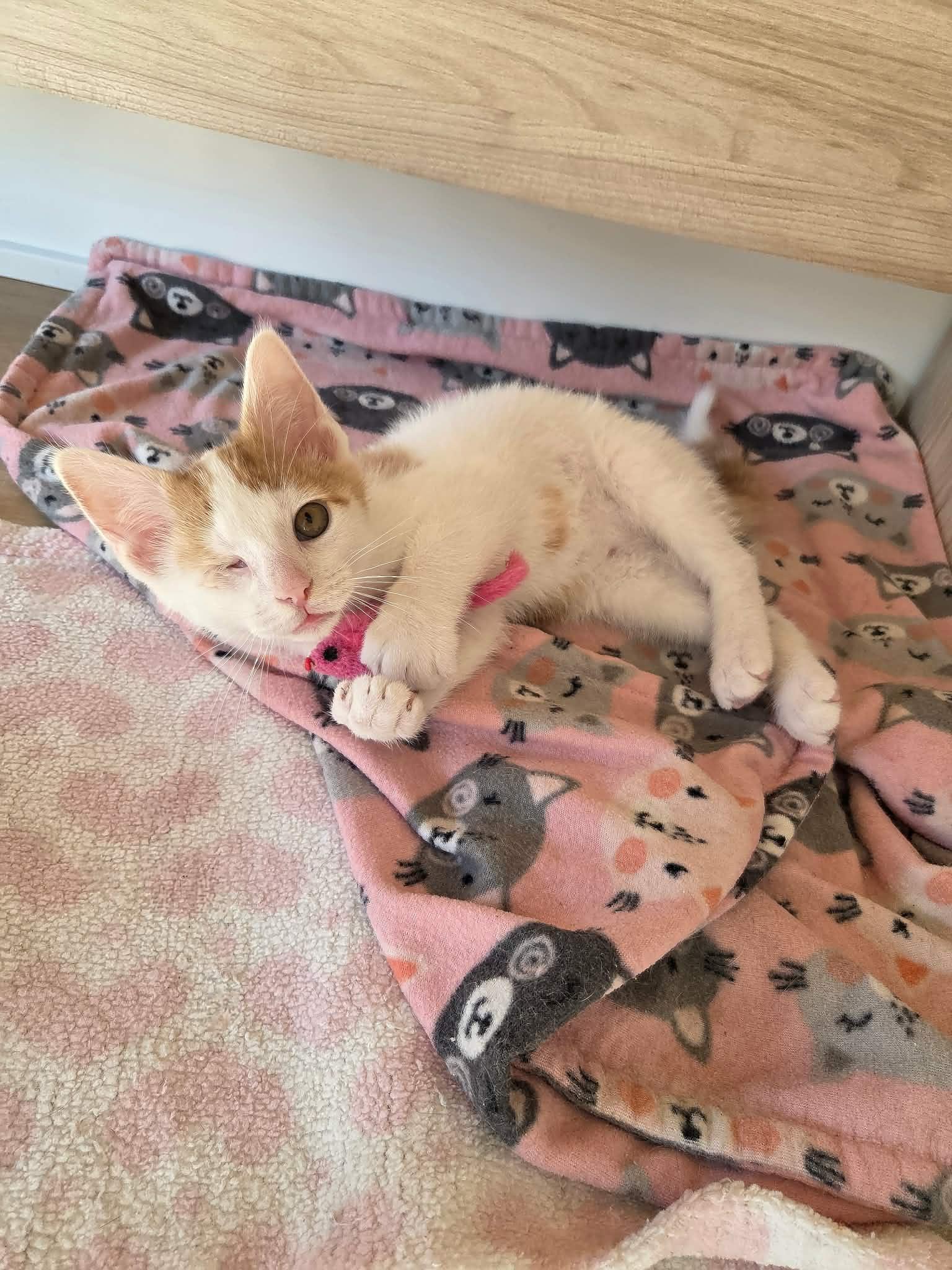 Enlarge Squintin Tarantino, an adopted Domestic Short Hair in Cleveland Heights, OH image 2/6