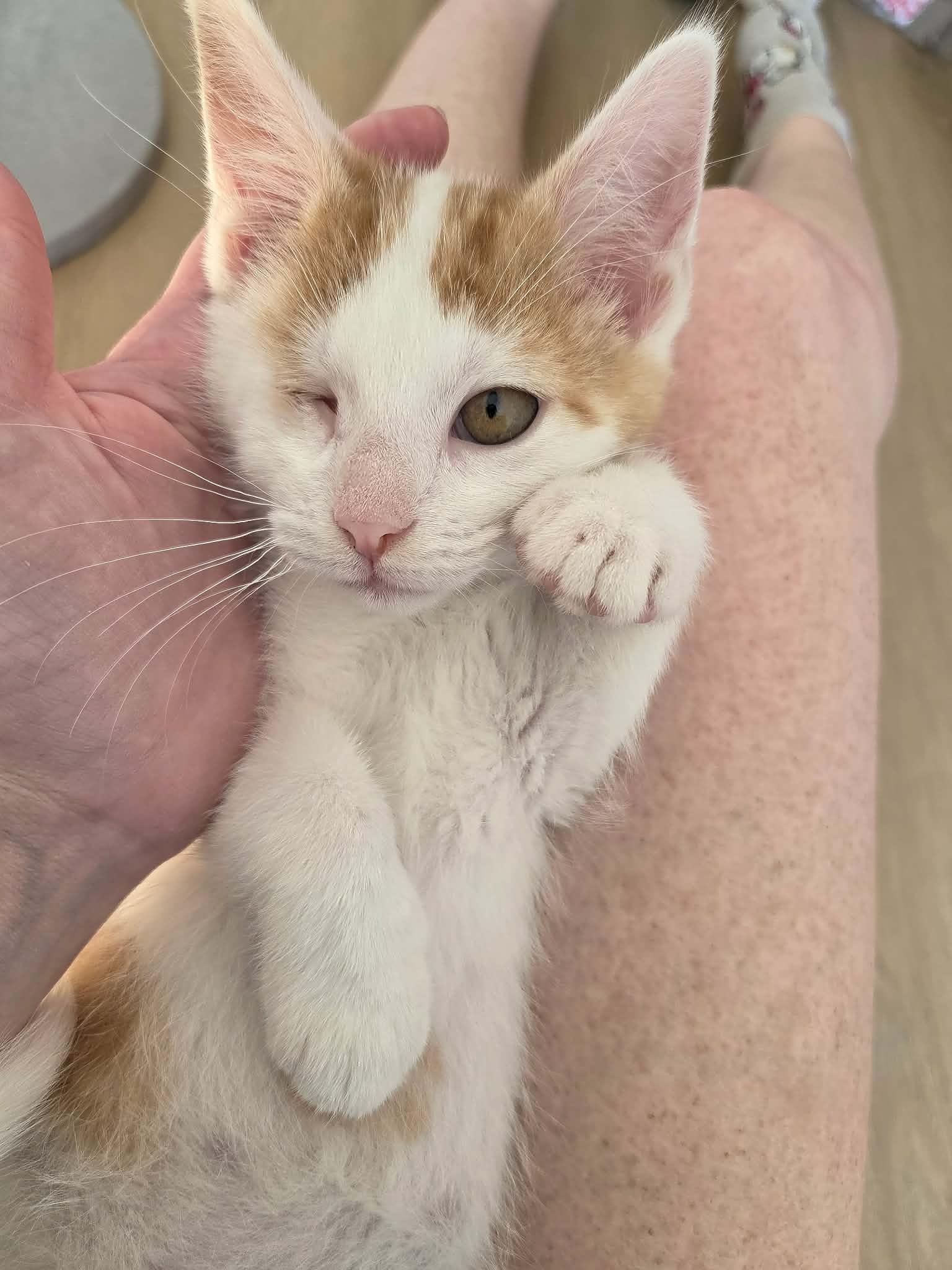 Enlarge Squintin Tarantino, an adopted Domestic Short Hair in Cleveland Heights, OH image 4/6