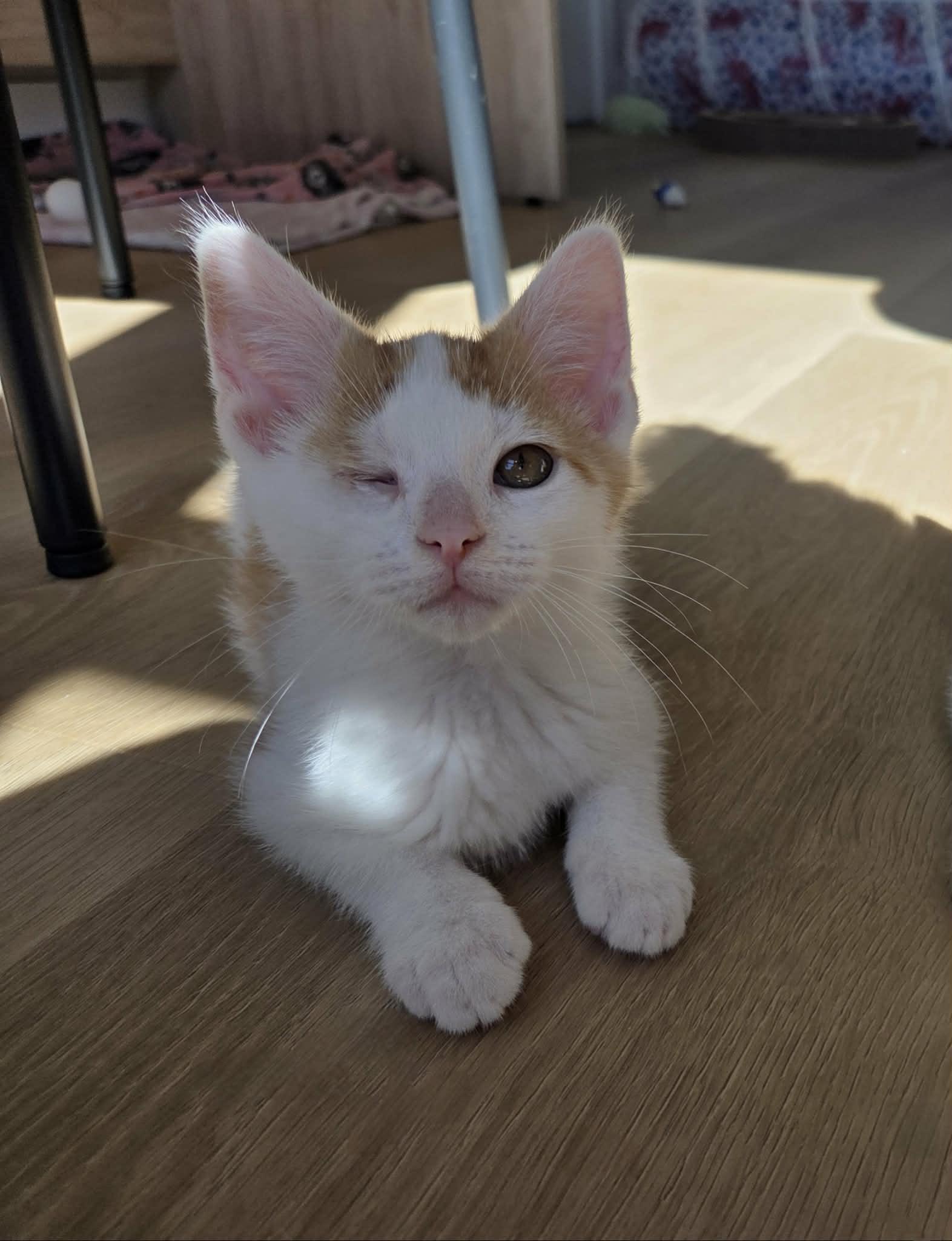 Enlarge Squintin Tarantino, an adopted Domestic Short Hair in Cleveland Heights, OH image 3/6