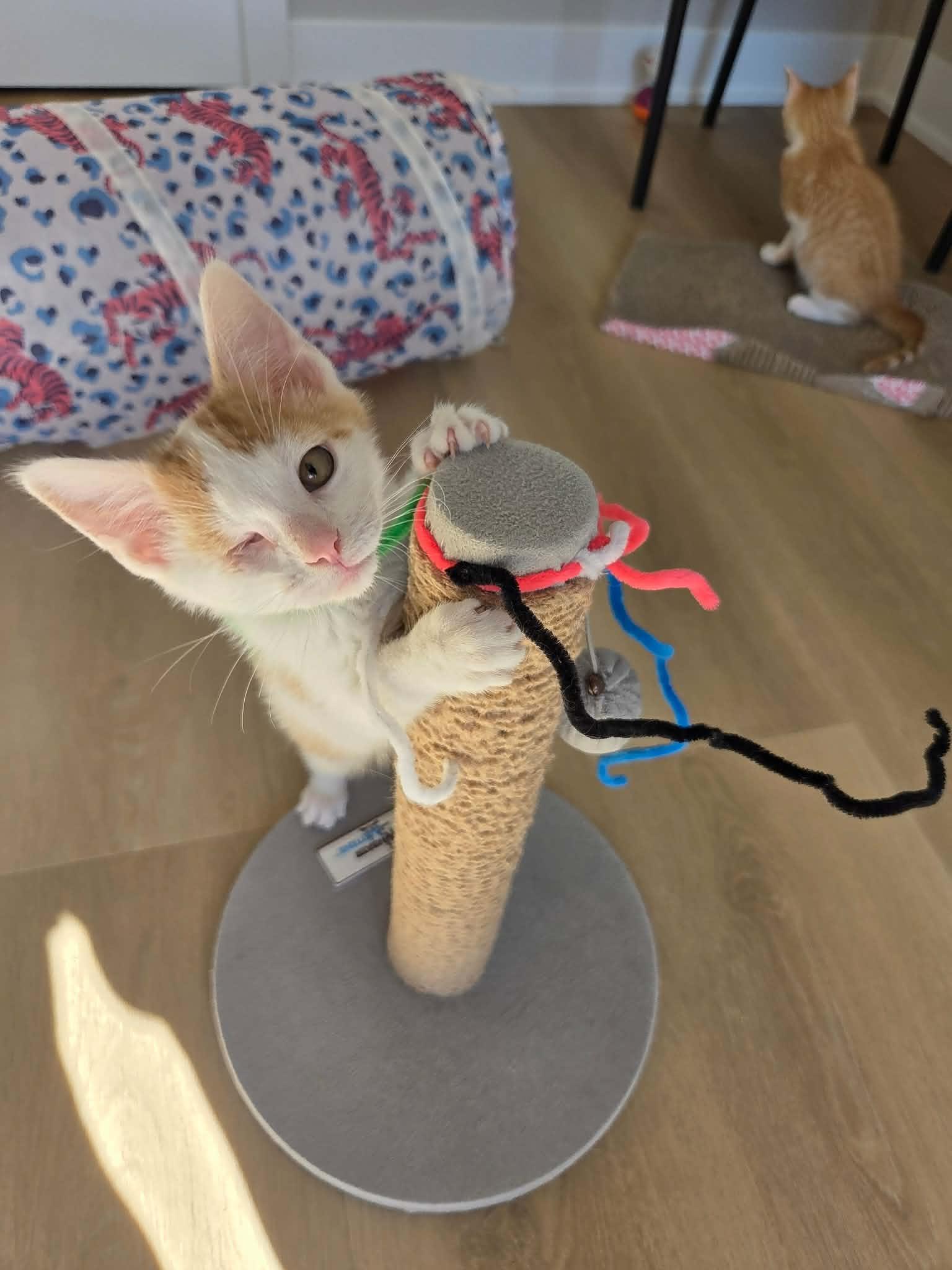 Enlarge Squintin Tarantino, an adopted Domestic Short Hair in Cleveland Heights, OH image 5/6