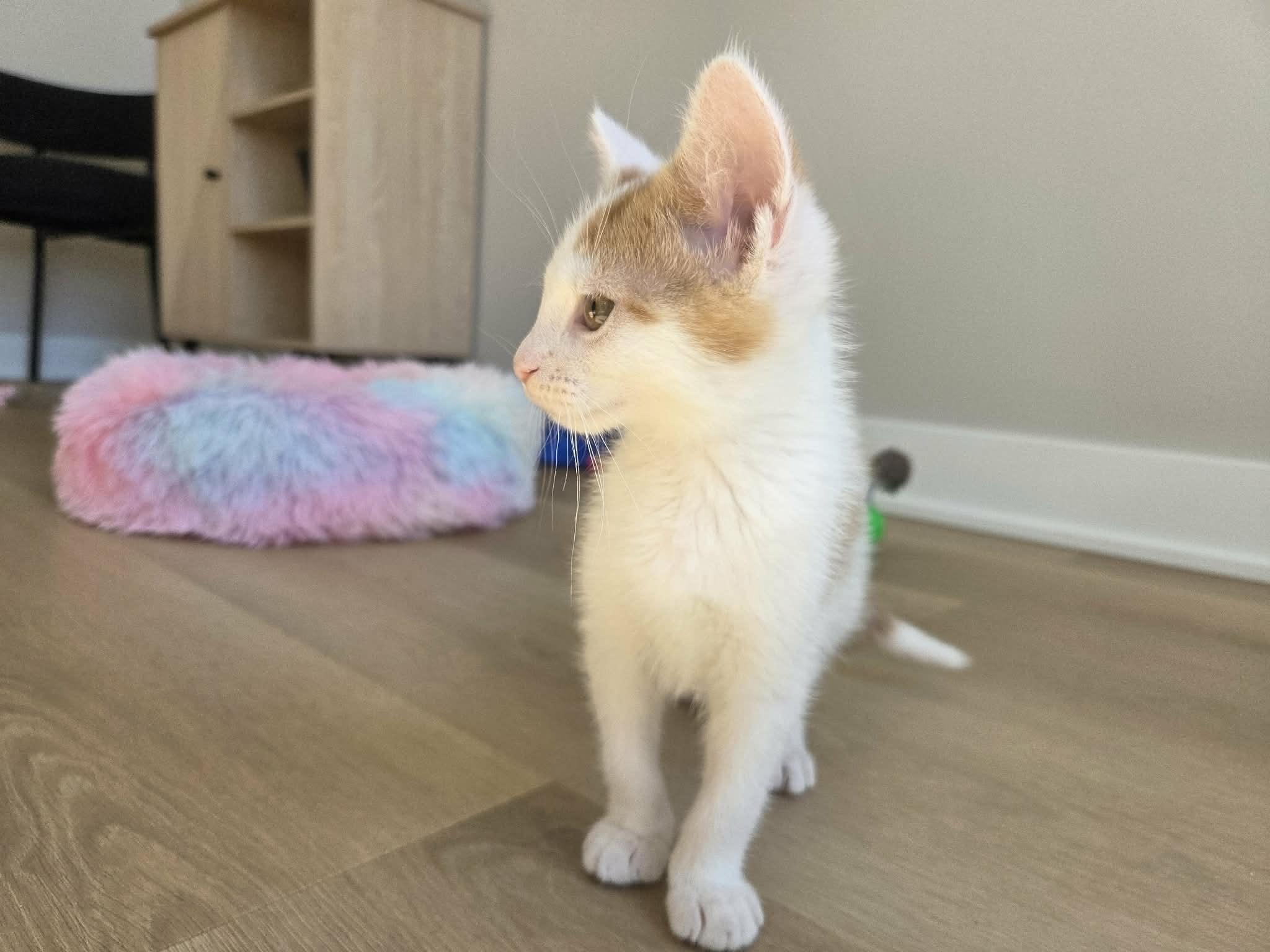 Enlarge Squintin Tarantino, an adopted Domestic Short Hair in Cleveland Heights, OH image 6/6