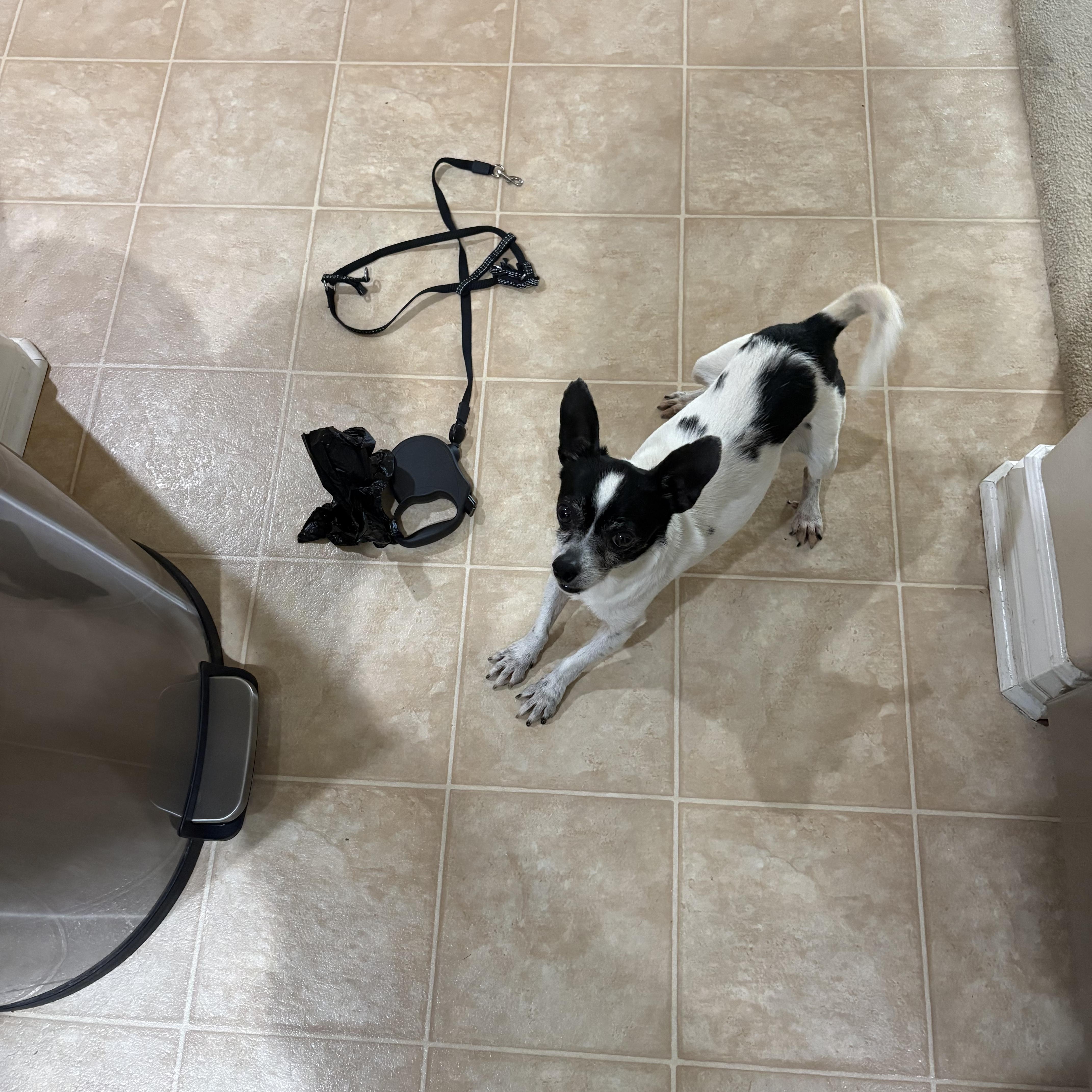 Buddy, a ADOPTABLE mixed breed in Murrieta, CA image 2/6