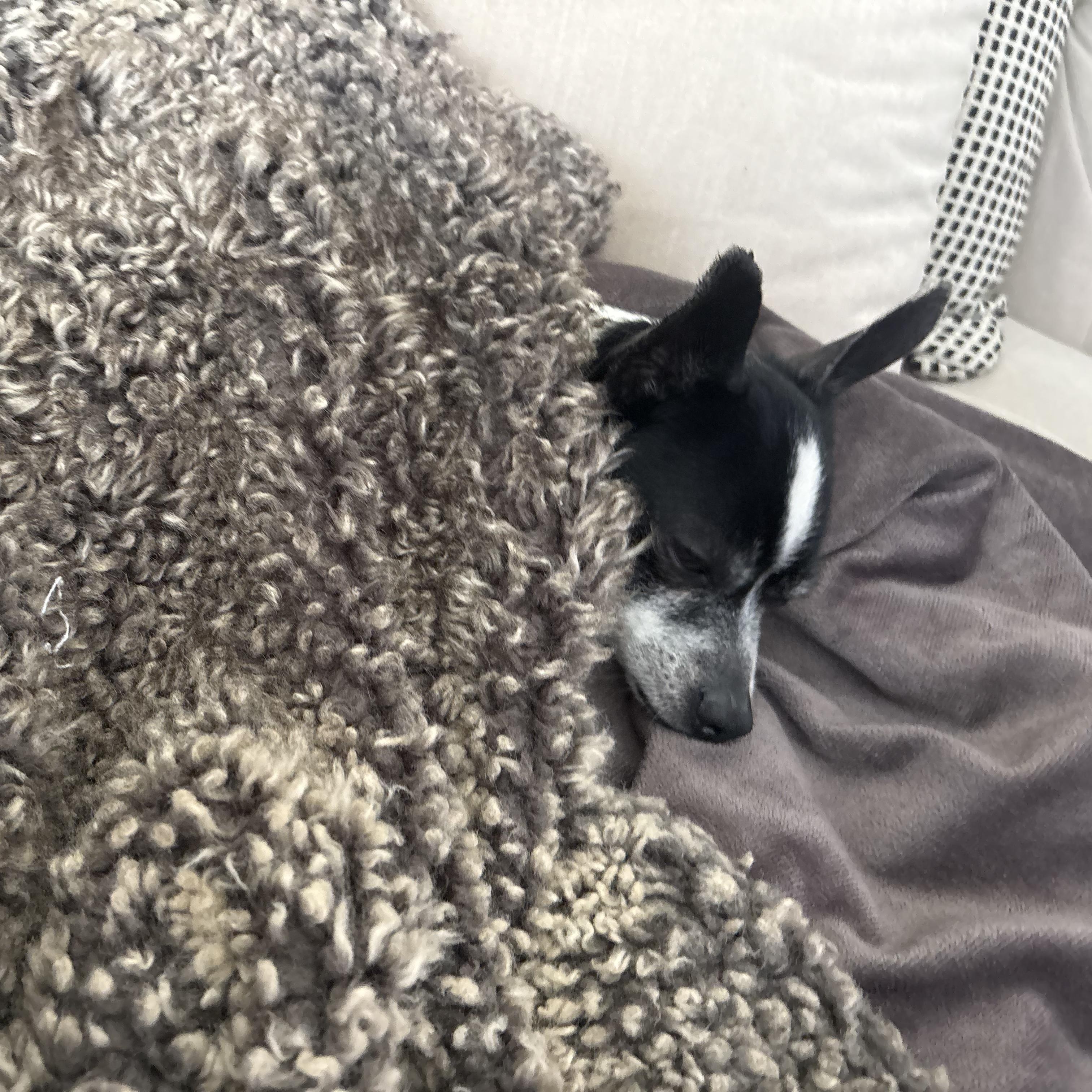 Buddy, a ADOPTABLE mixed breed in Murrieta, CA image 5/6