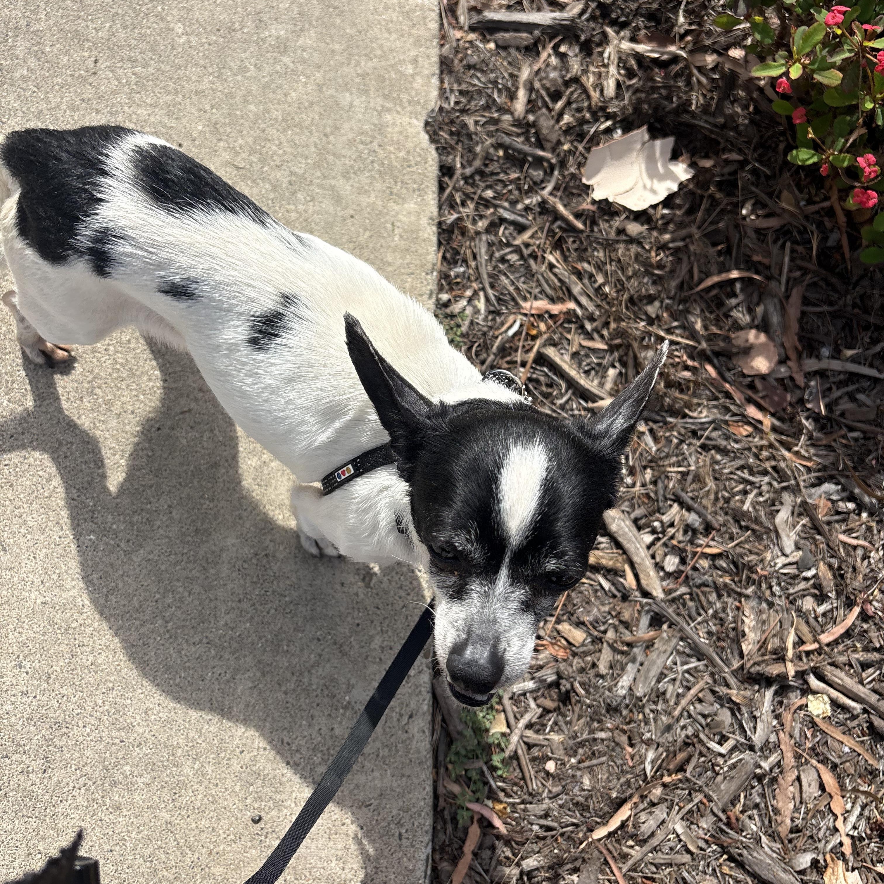 Buddy, a ADOPTABLE mixed breed in Murrieta, CA image 4/6