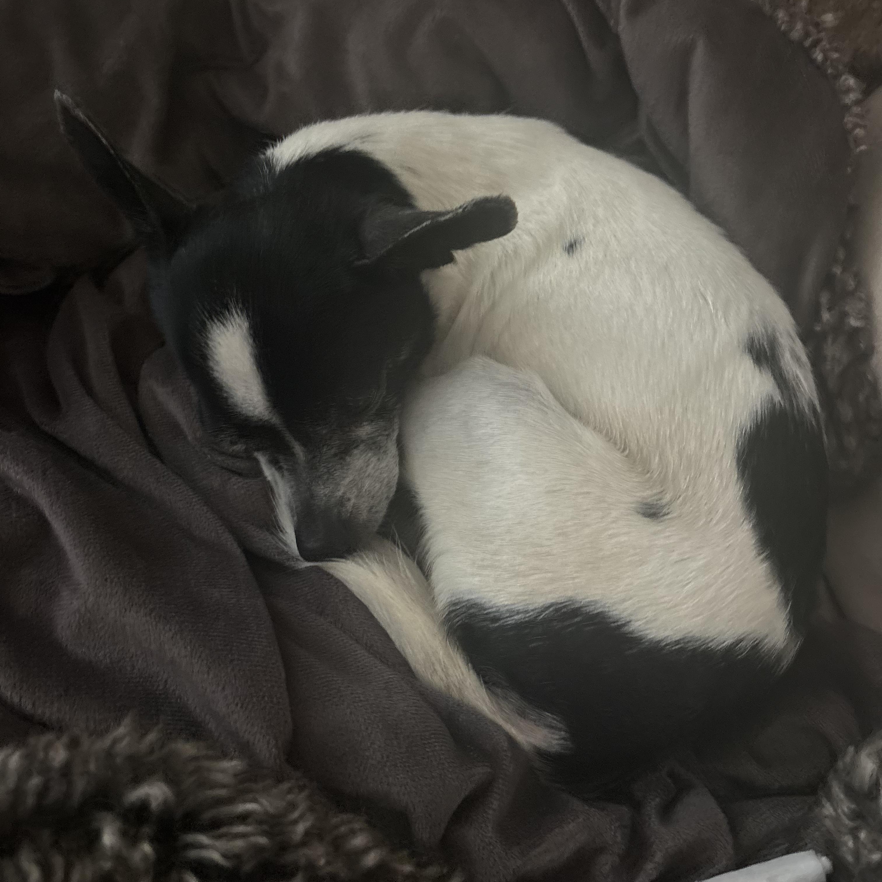 Buddy, a ADOPTABLE mixed breed in Murrieta, CA image 6/6