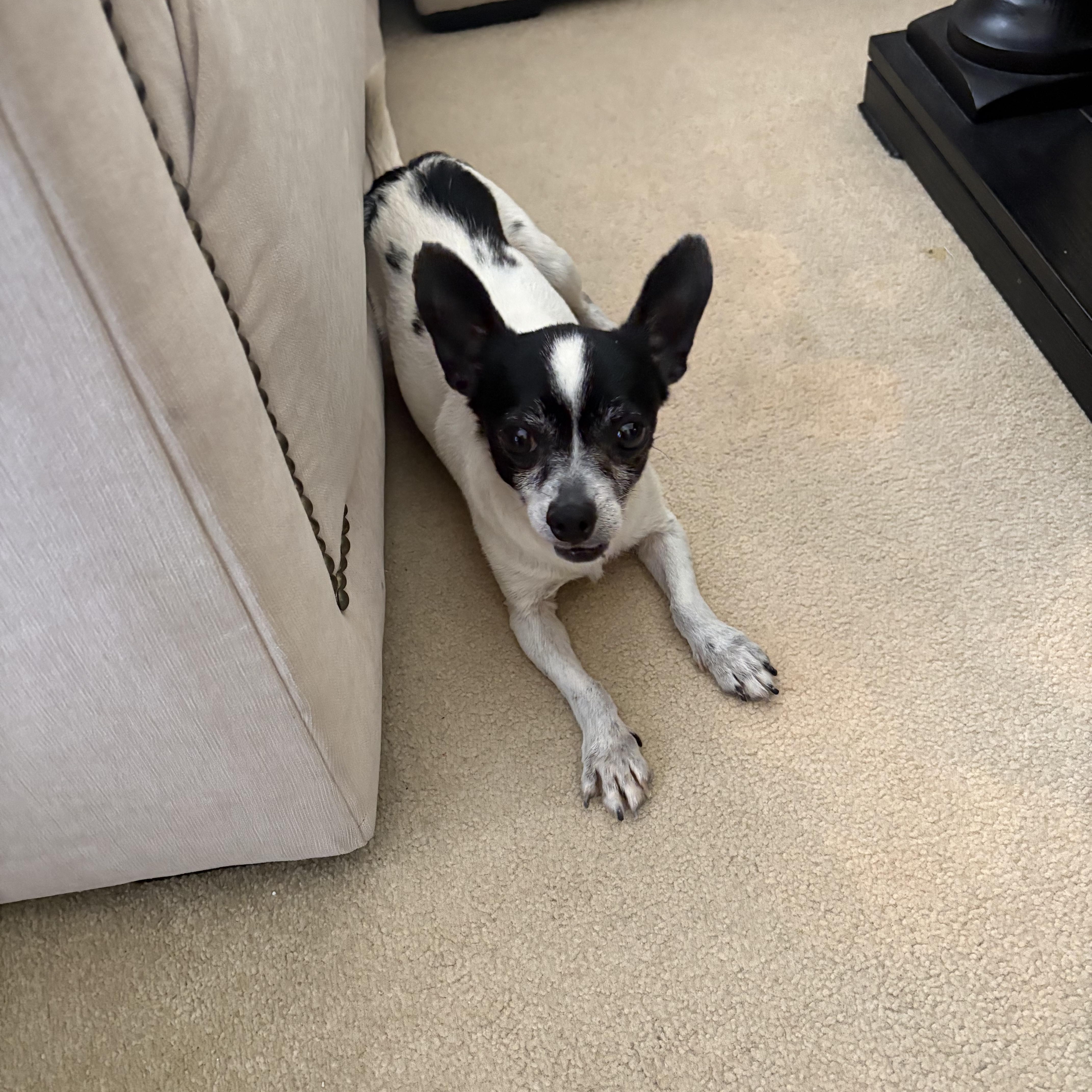 Buddy, a ADOPTABLE mixed breed in Murrieta, CA image 1/6