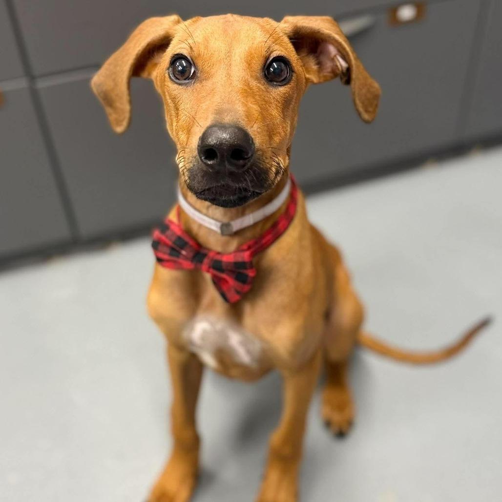 Captain Fiddles, Adoptable, Puppy Male Rhodesian Ridgeback & Mixed Breed.