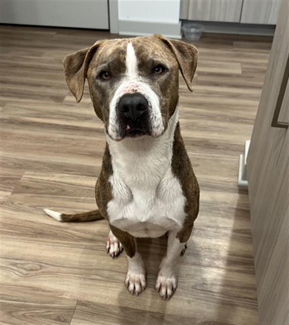 Enlarge DINO, a Adoptable Pit Bull Terrier in Charlotte, NC image 1/1