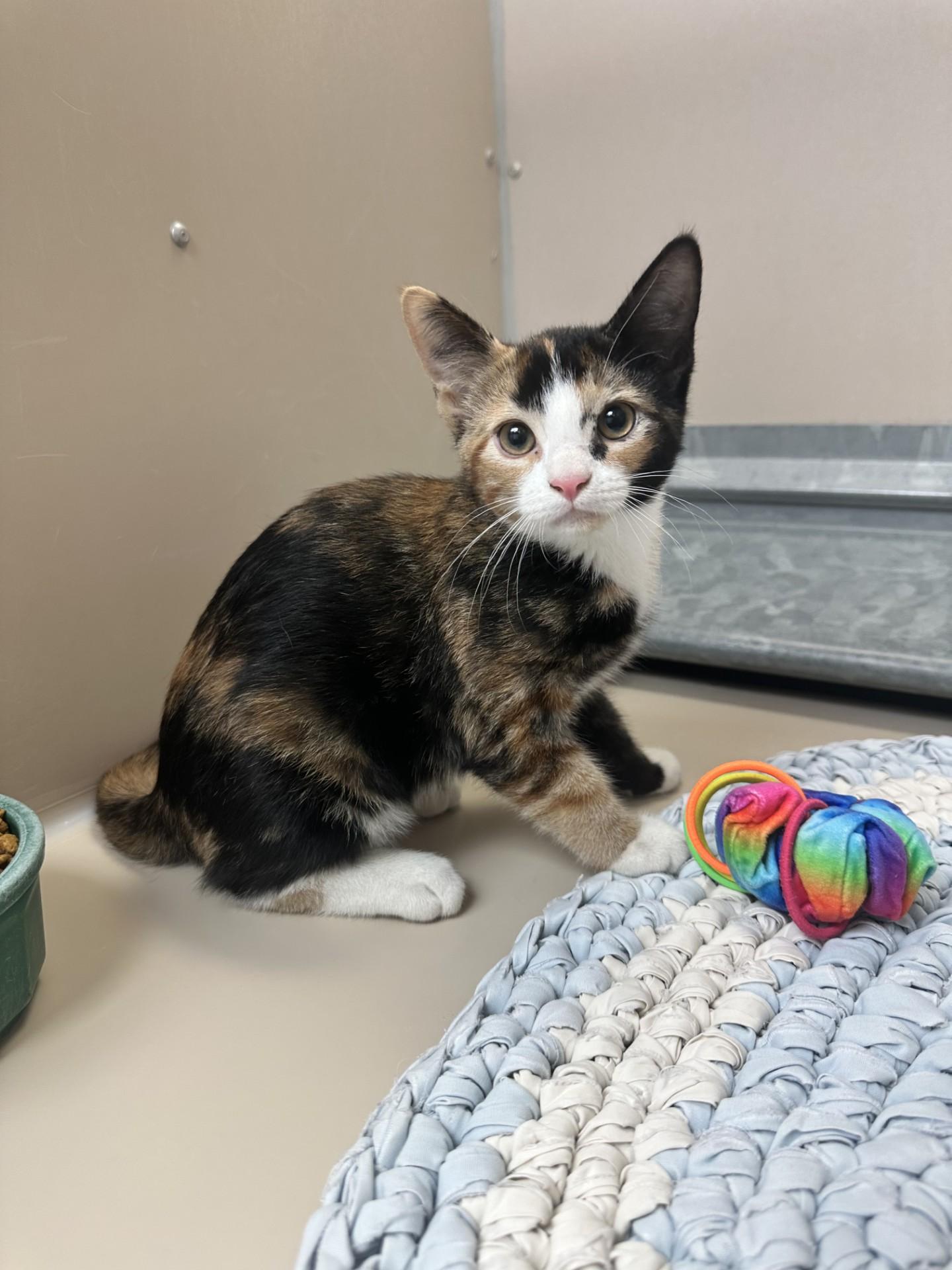 61954538, Adoptable, Young Female Domestic Short Hair.
