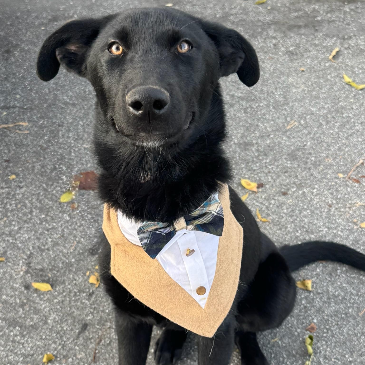 Cosmo, an adopted mixed breed in Newport Beach, CA image 3/3