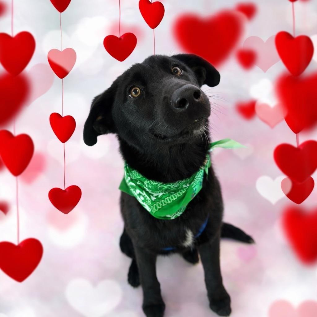 Cosmo, adopted, Young Male Labrador Retriever.