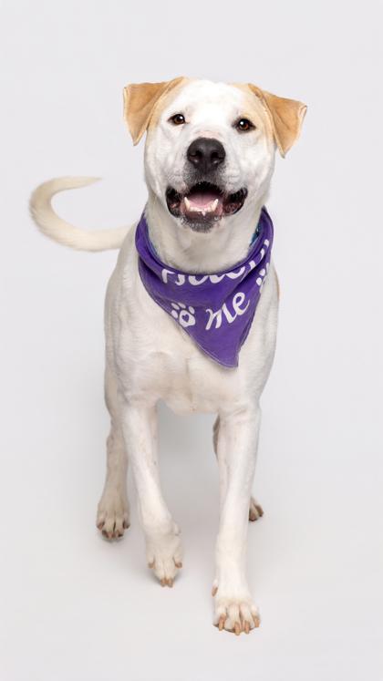 Bobby — thumbnail 2