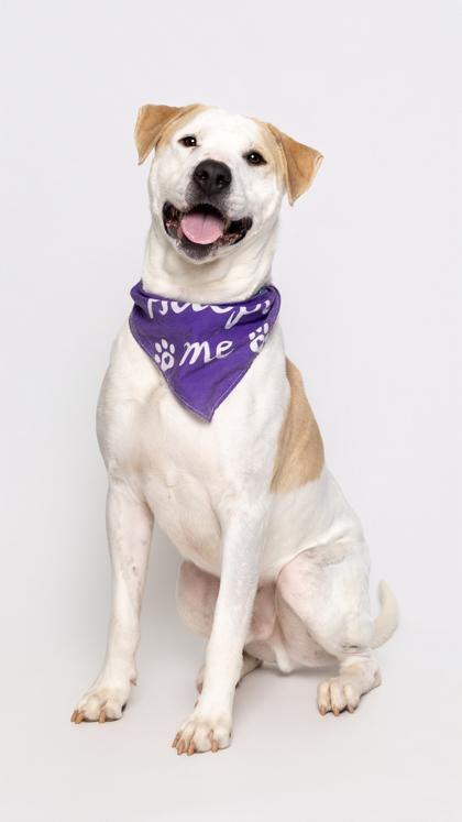 Bobby — thumbnail 3