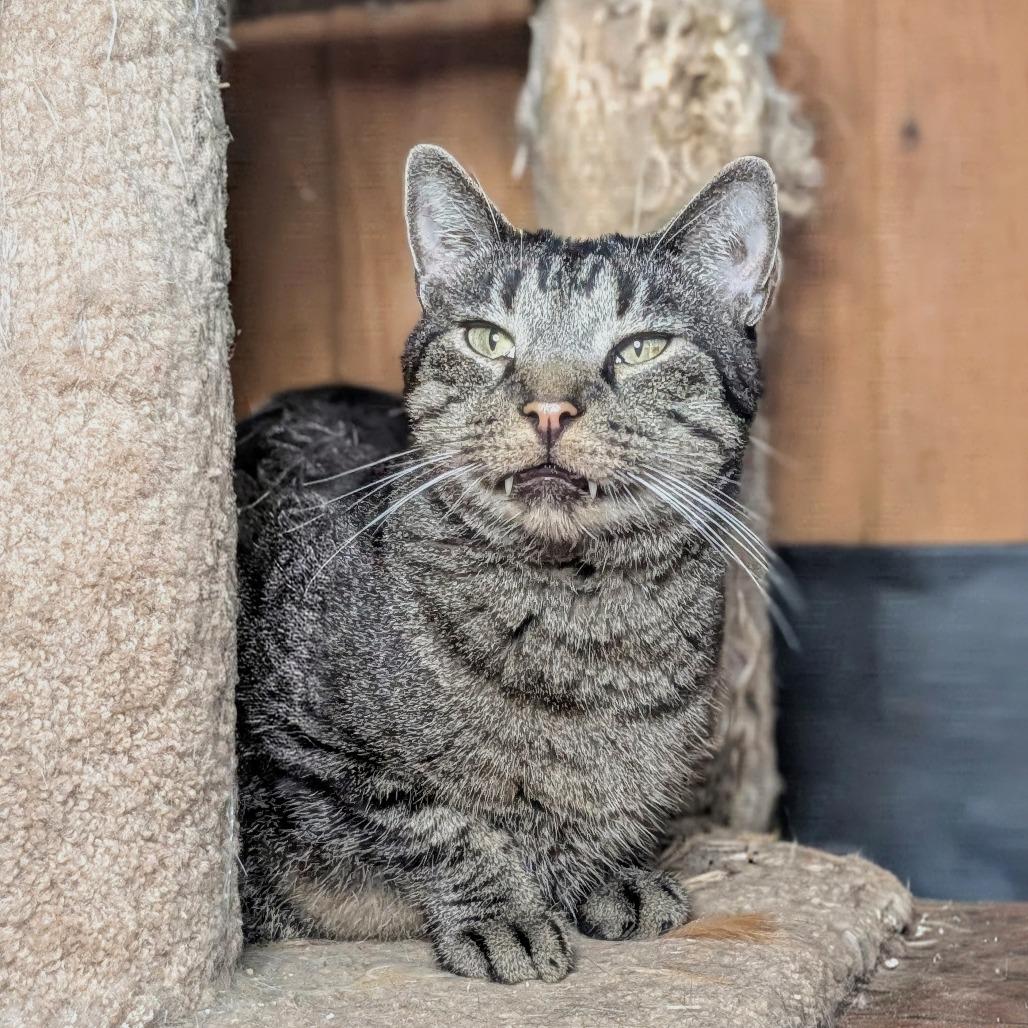 Raff, Adoptable, Senior Male Domestic Short Hair.