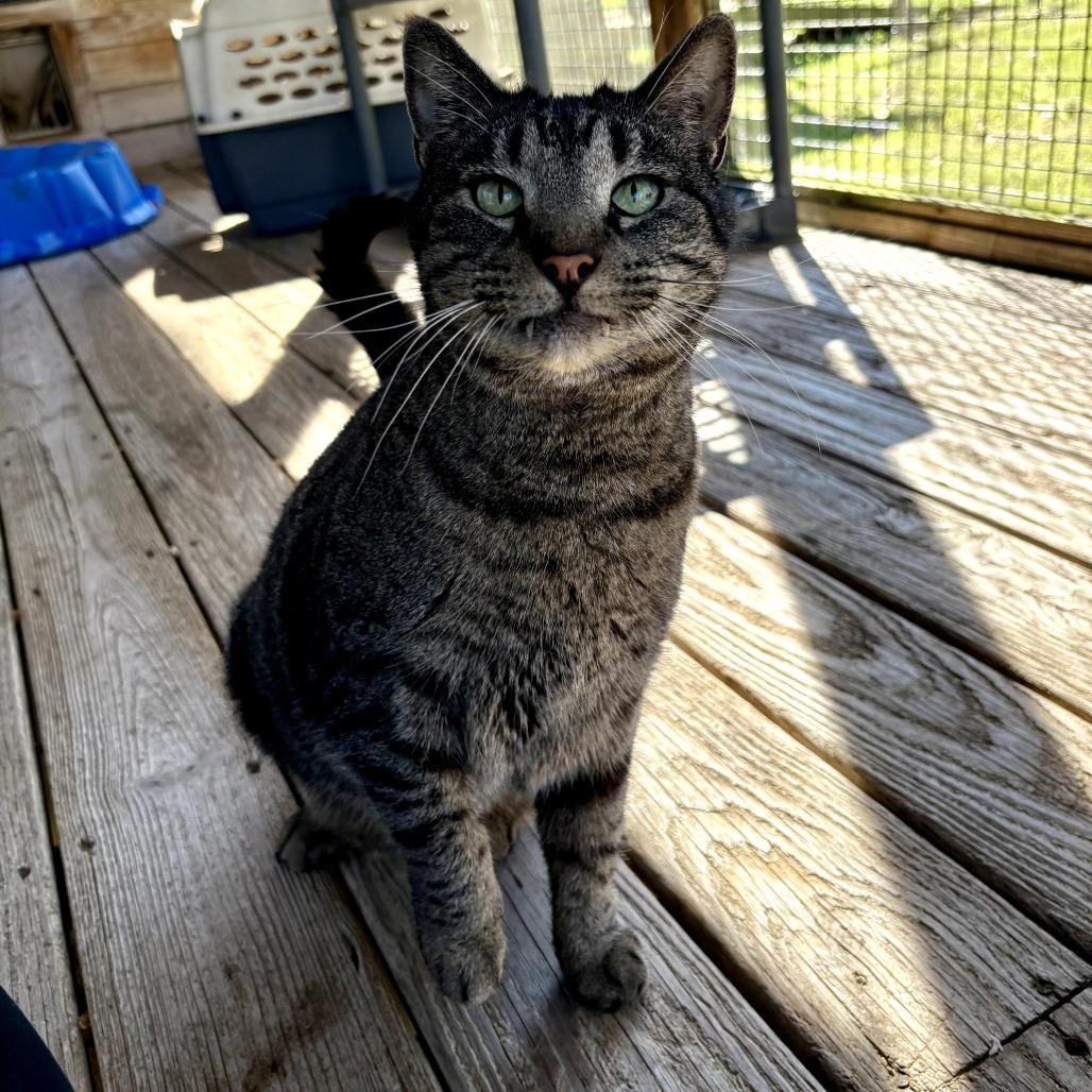 Enlarge Raff, a Adoptable Domestic Short Hair in Tylertown, MS image 2/6