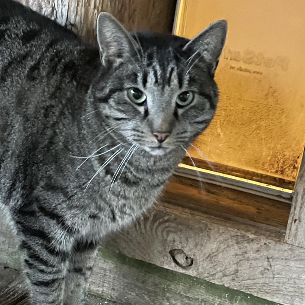 Enlarge Raff, a Adoptable Domestic Short Hair in Tylertown, MS image 3/6