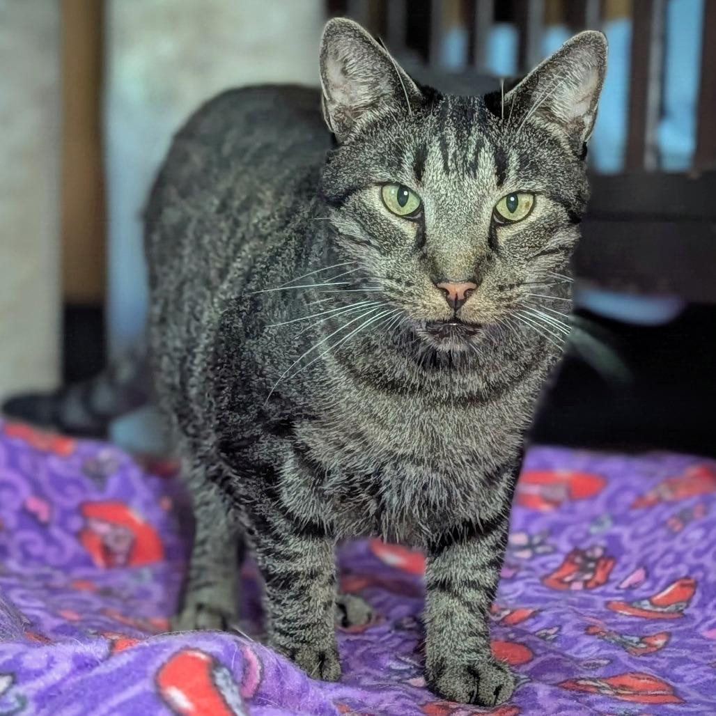 Enlarge Raff, a Adoptable Domestic Short Hair in Tylertown, MS image 4/6