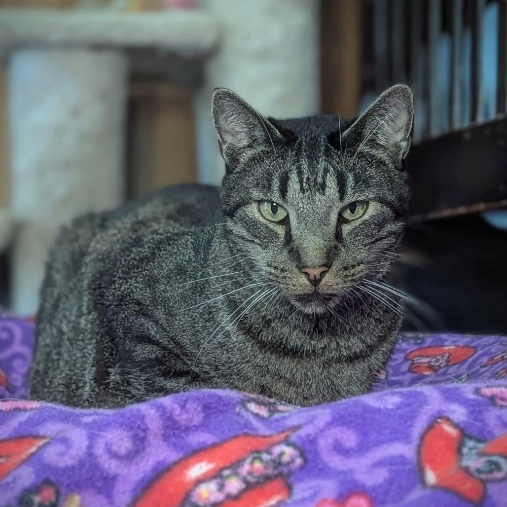 Enlarge Raff, a Adoptable Domestic Short Hair in Tylertown, MS image 5/6