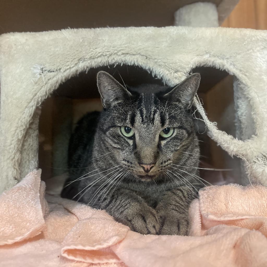 Enlarge Raff, a Adoptable Domestic Short Hair in Tylertown, MS image 6/6