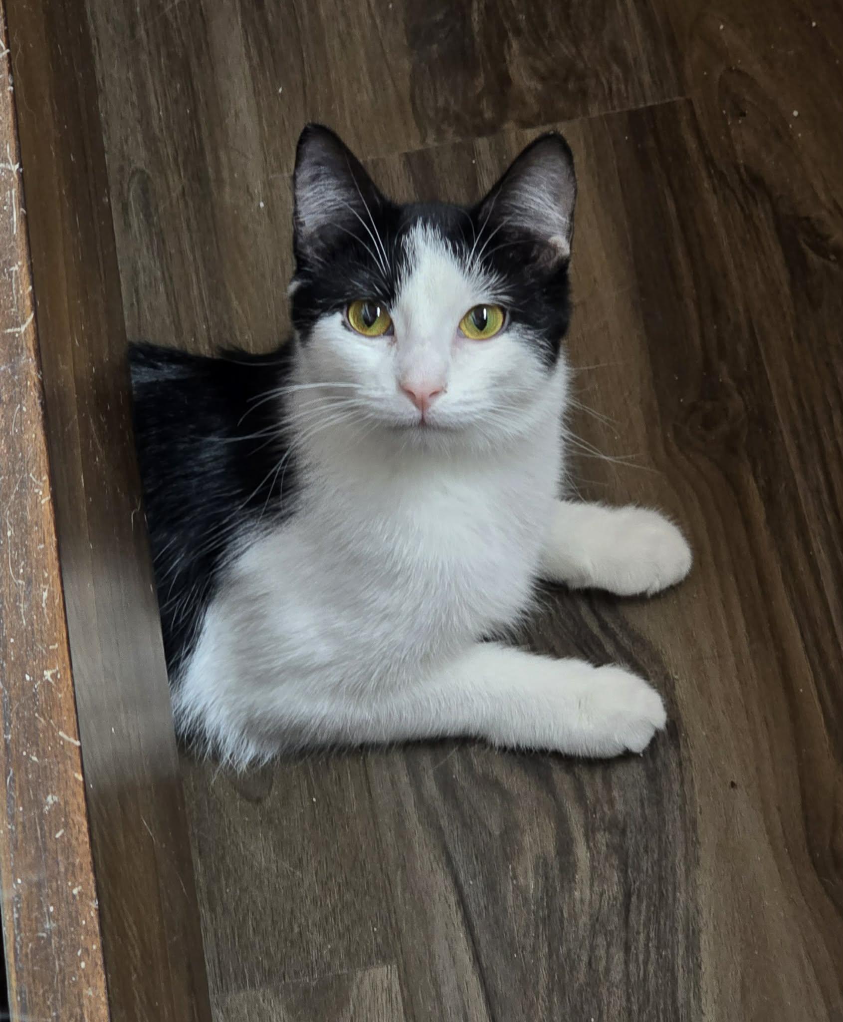 Enlarge Oreo, a Adoptable Domestic Short Hair in Sioux Falls, SD image 2/5