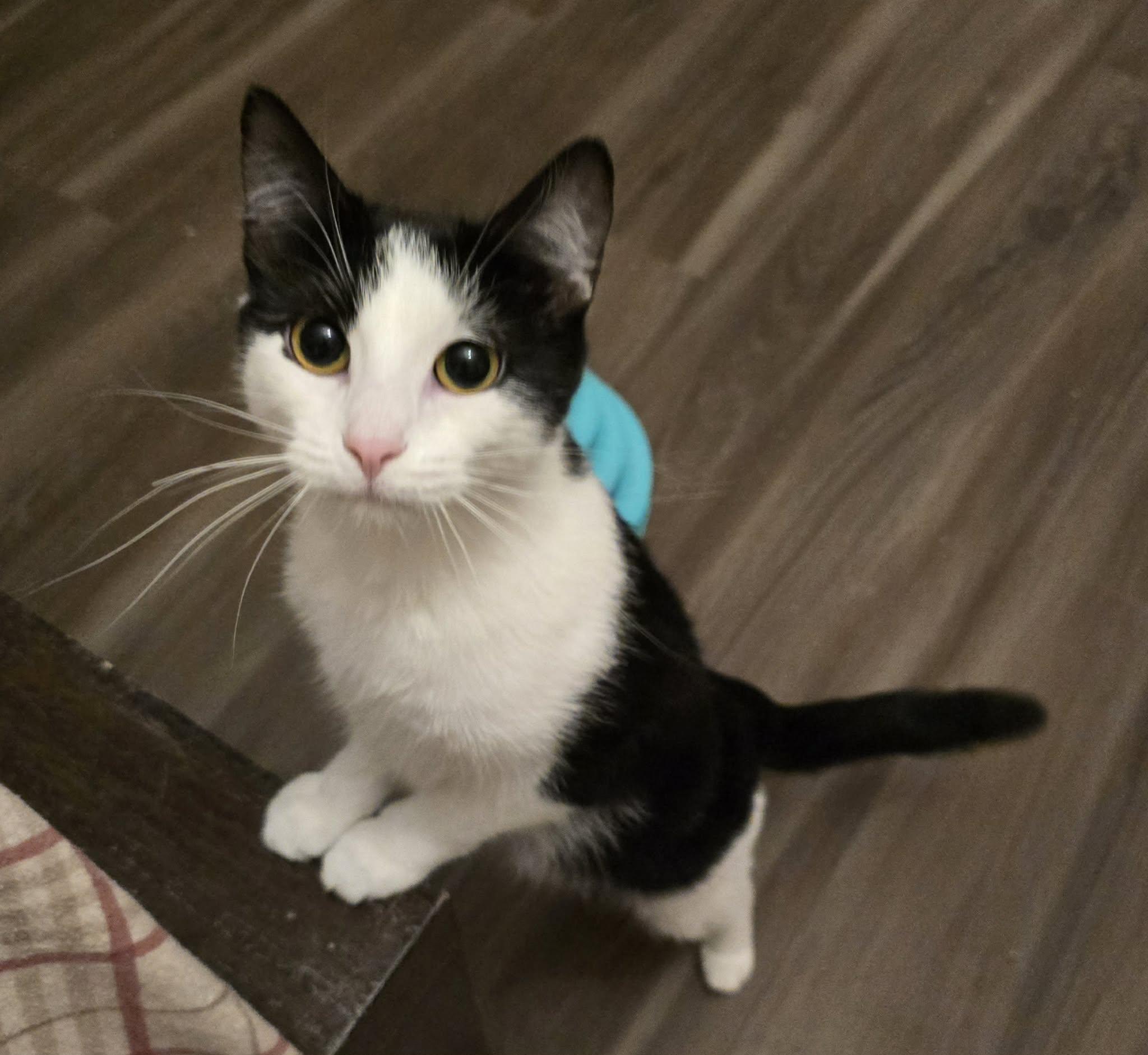 Enlarge Oreo, a Adoptable Domestic Short Hair in Sioux Falls, SD image 4/5