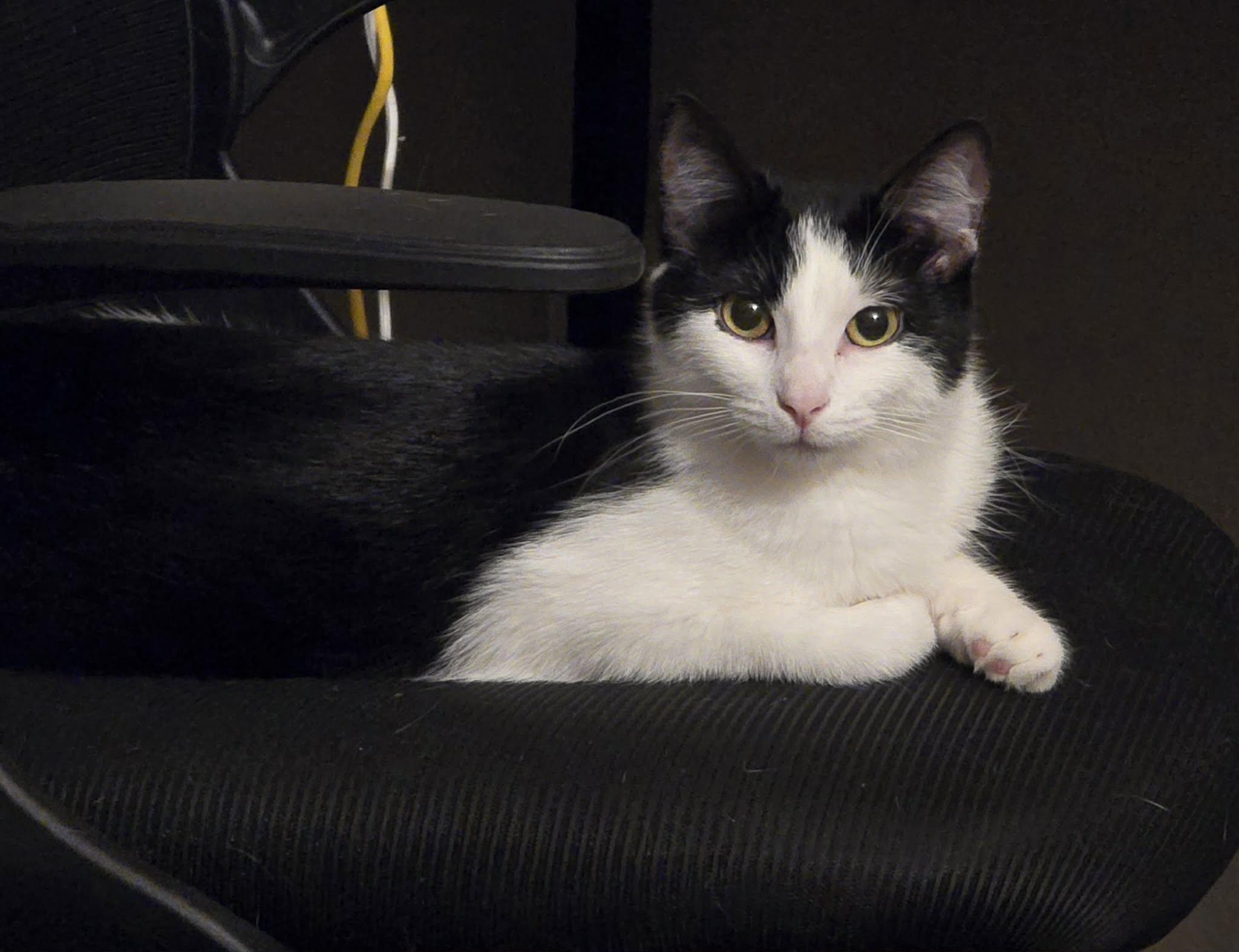 Enlarge Oreo, a Adoptable Domestic Short Hair in Sioux Falls, SD image 6/6