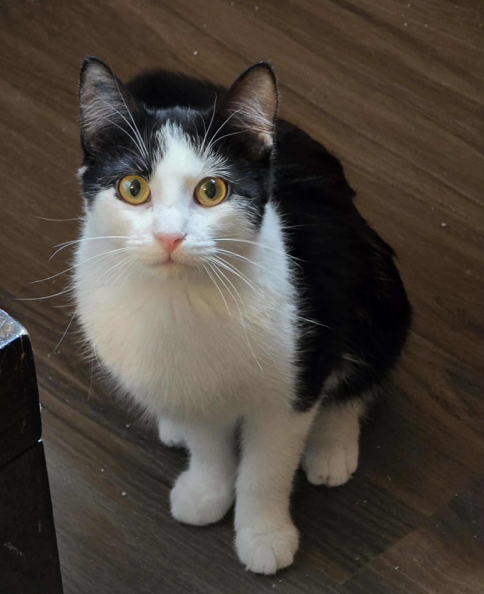Enlarge Oreo, a Adoptable Domestic Short Hair in Sioux Falls, SD image 1/5