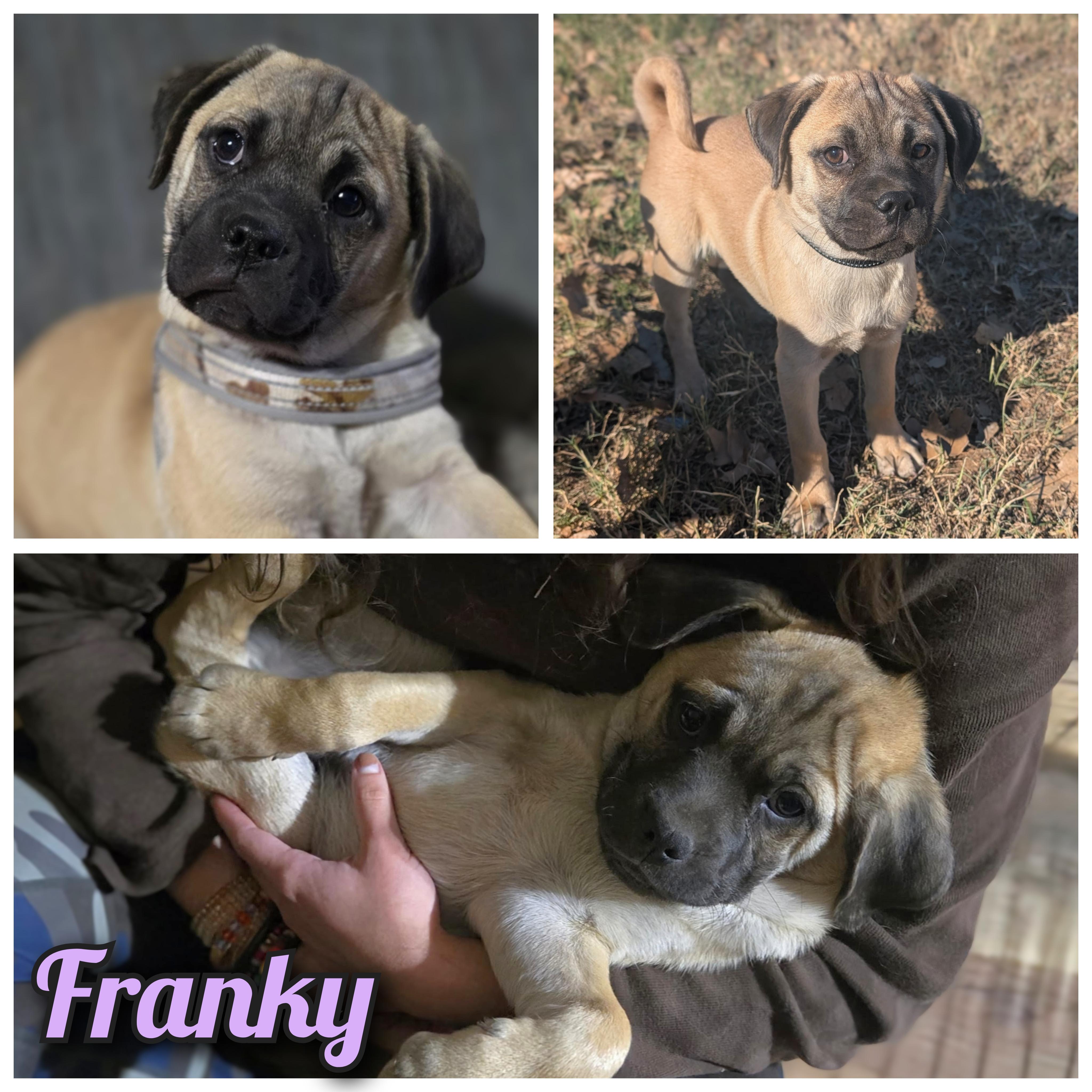 Franky, a ADOPTABLE mixed breed in Austin , TX image 1/6
