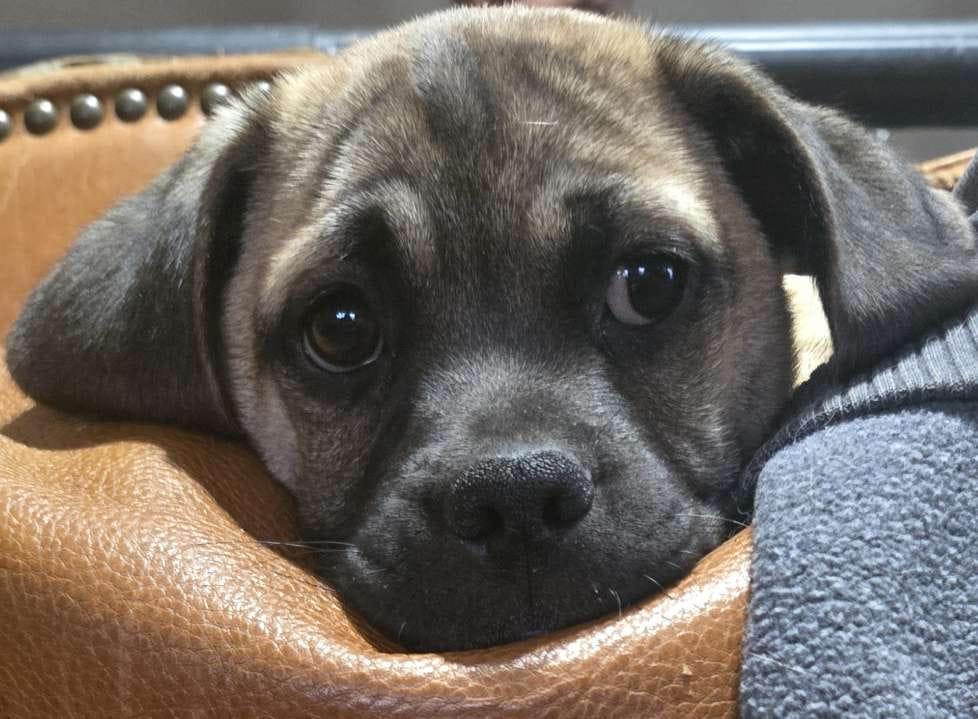 Enlarge Franky, an adopted mixed breed in Bastrop, TX image 5/6