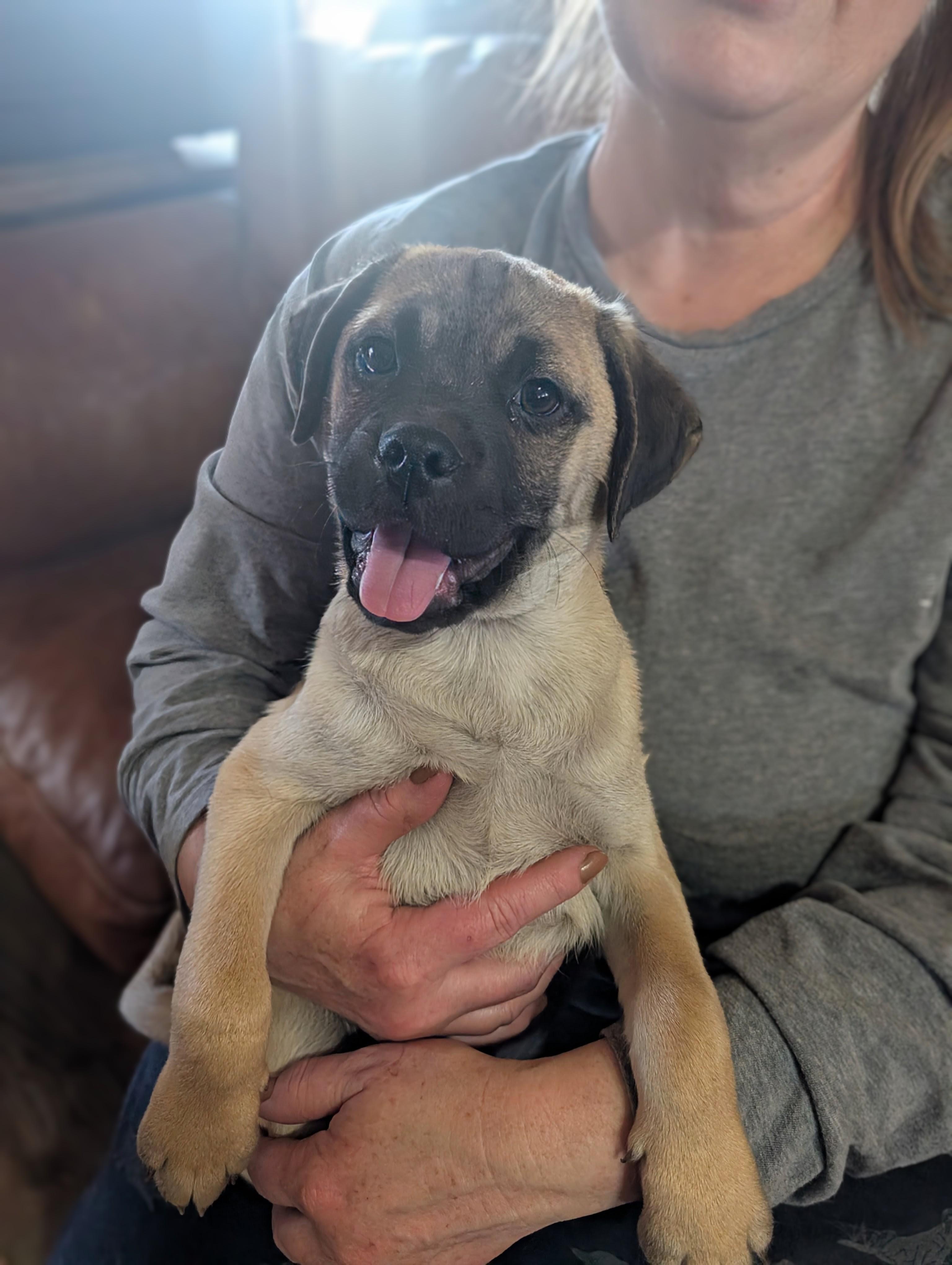 Franky, a ADOPTABLE mixed breed in Austin , TX image 6/6