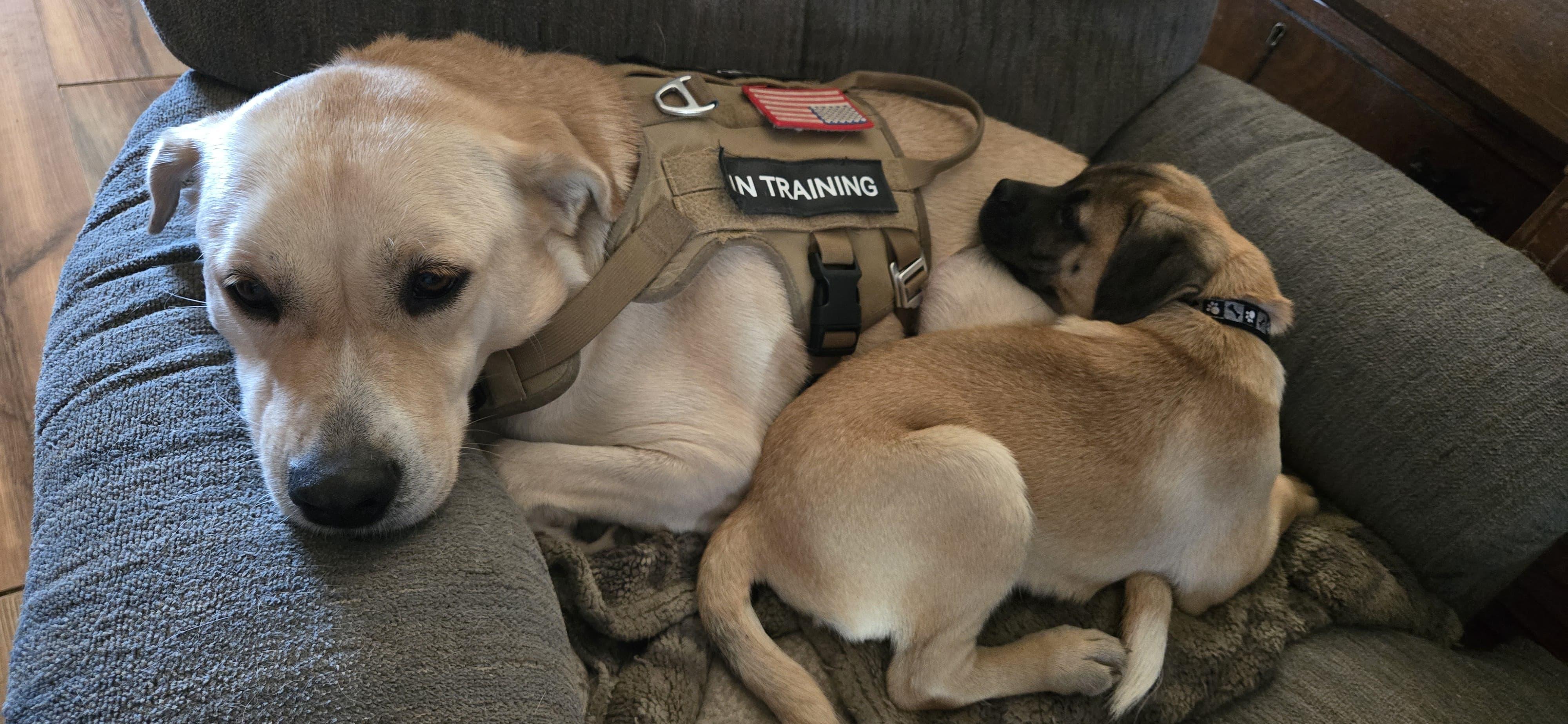 Enlarge Franky, an adopted mixed breed in Bastrop, TX image 6/6