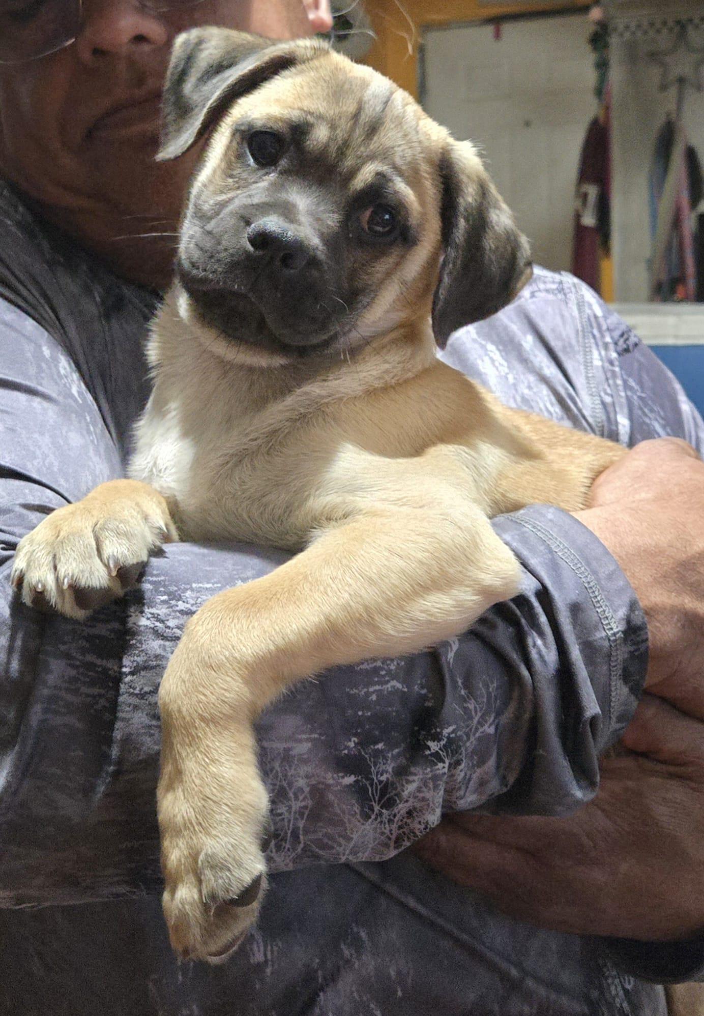 Franky, a ADOPTABLE mixed breed in Austin , TX image 4/6