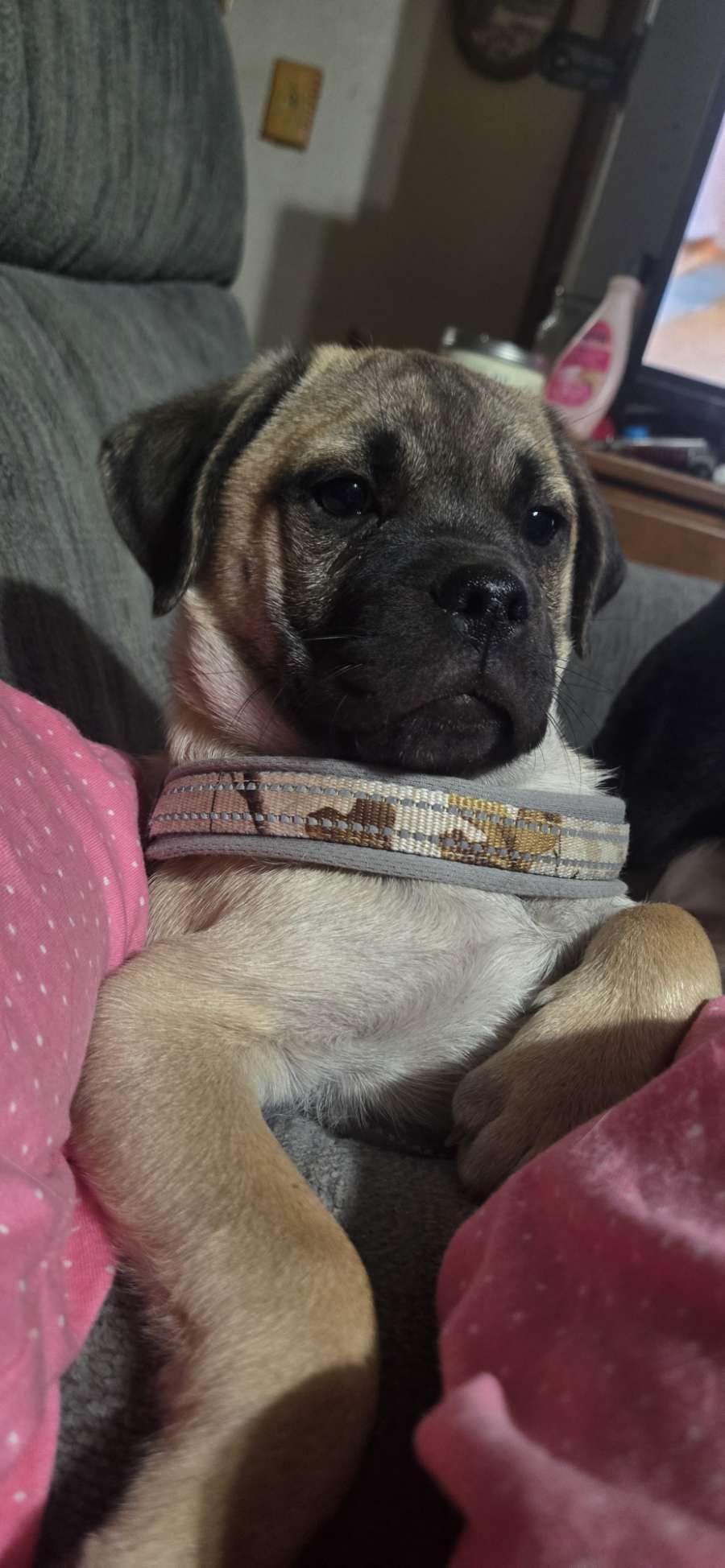 Franky, a ADOPTABLE mixed breed in Austin , TX image 5/6