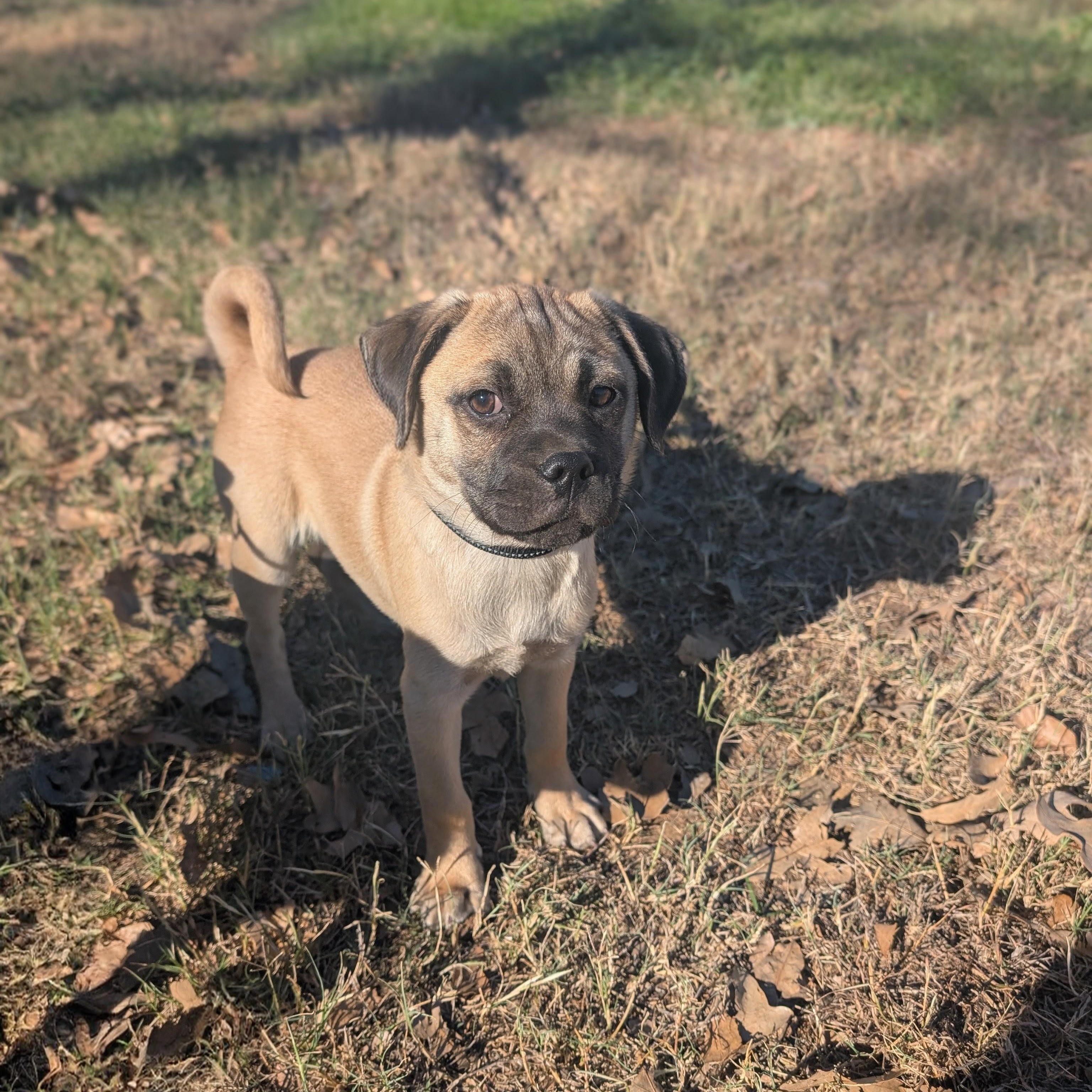 Franky, a ADOPTABLE mixed breed in Austin , TX image 3/6