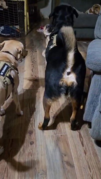 Enlarge Franky, an adopted mixed breed in Bastrop, TX video 4/6