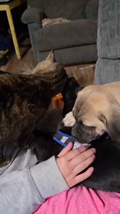 Enlarge Franky, a ADOPTABLE mixed breed in Austin , TX video 2/6