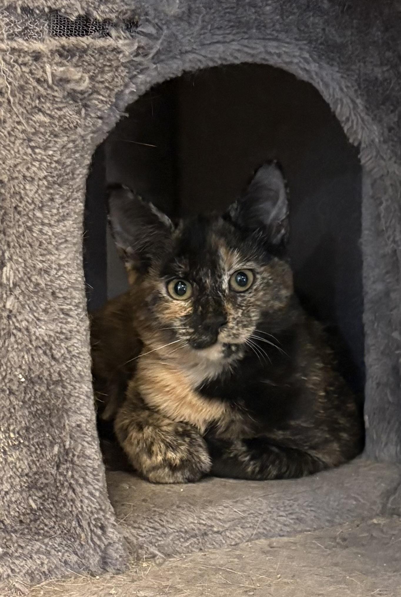 Aloha — thumbnail 2