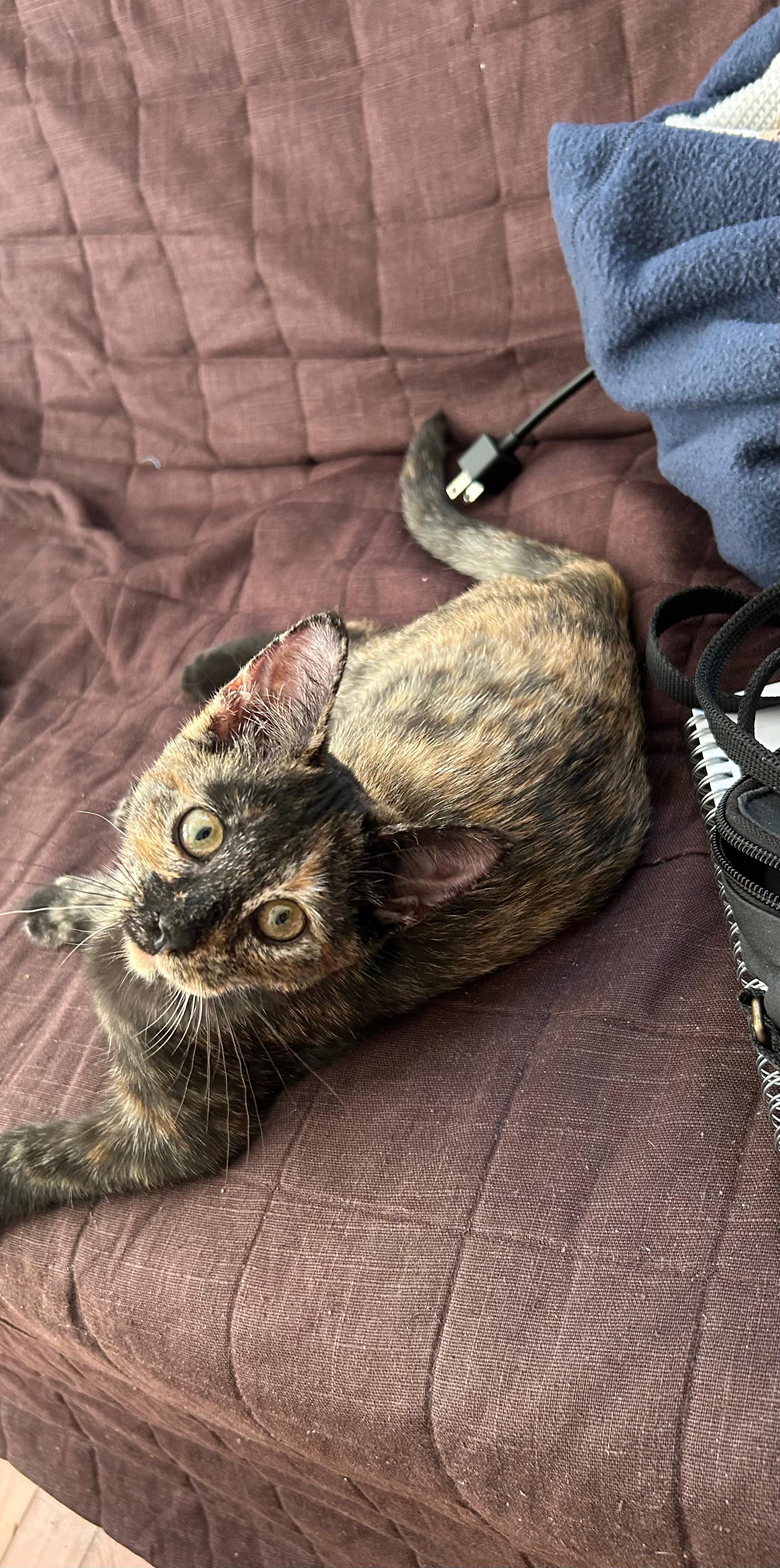 Aloha — thumbnail 3