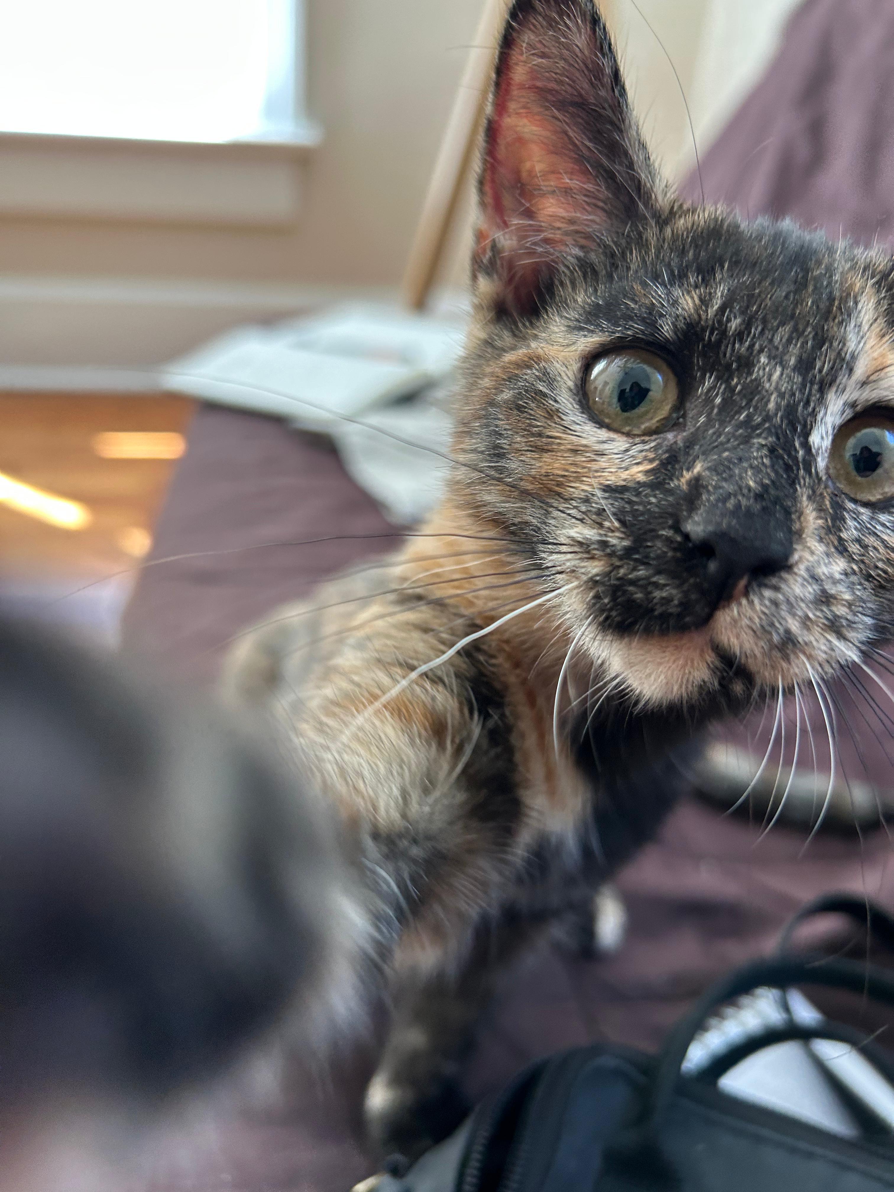 Aloha — thumbnail 4