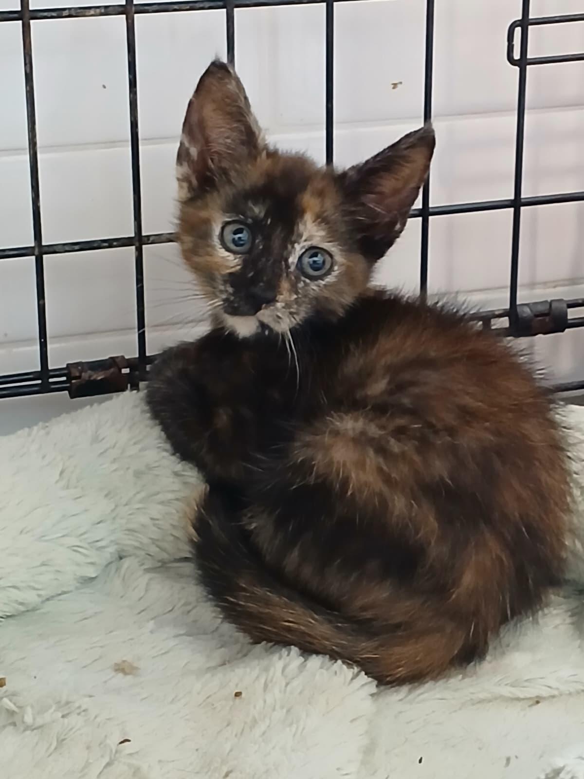 Aloha — thumbnail 5